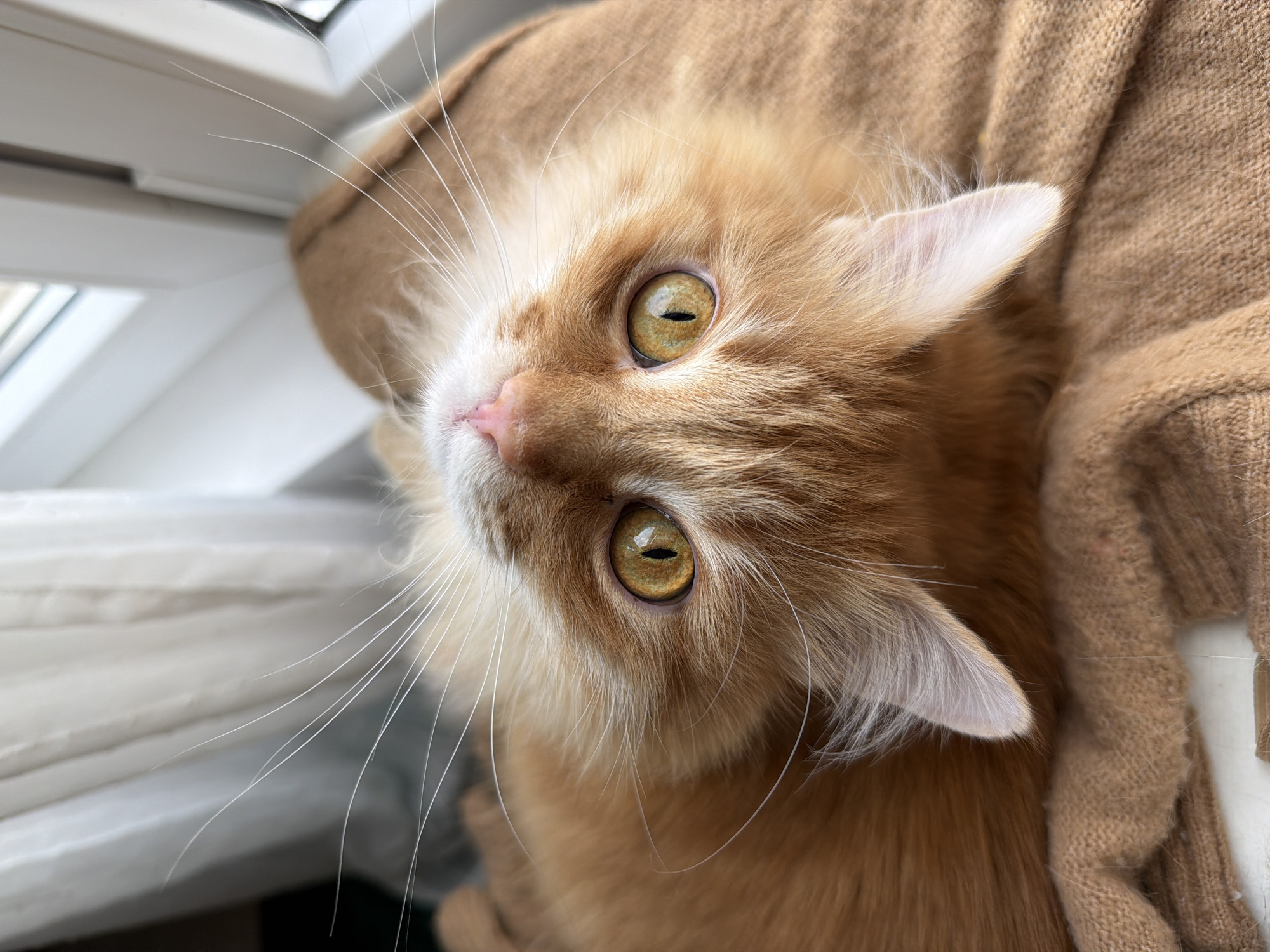 Cats and dog photographed in Belgrade apartment windows