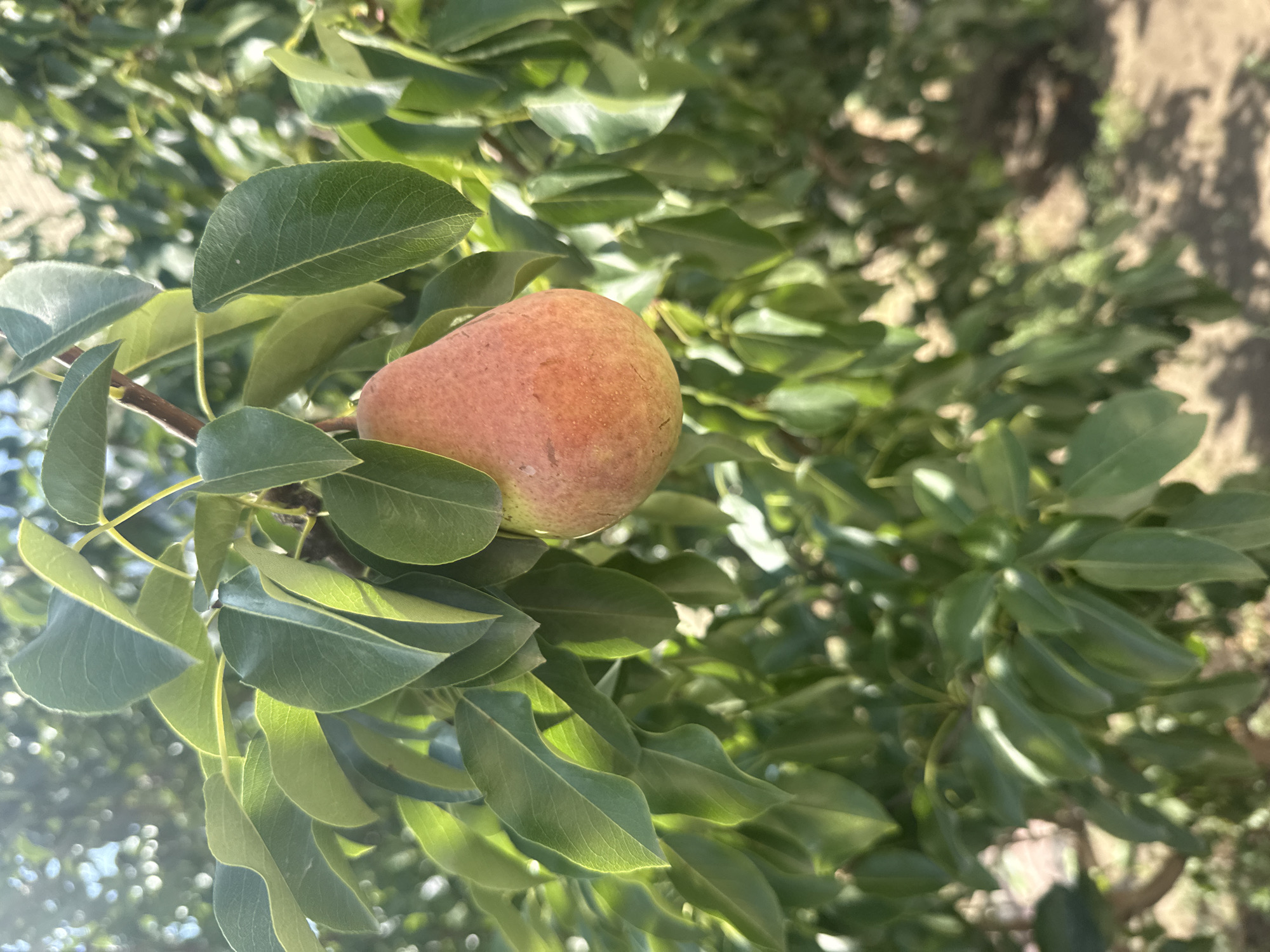 Ripe pear hanging on a sun-dappled branch in Aktobe