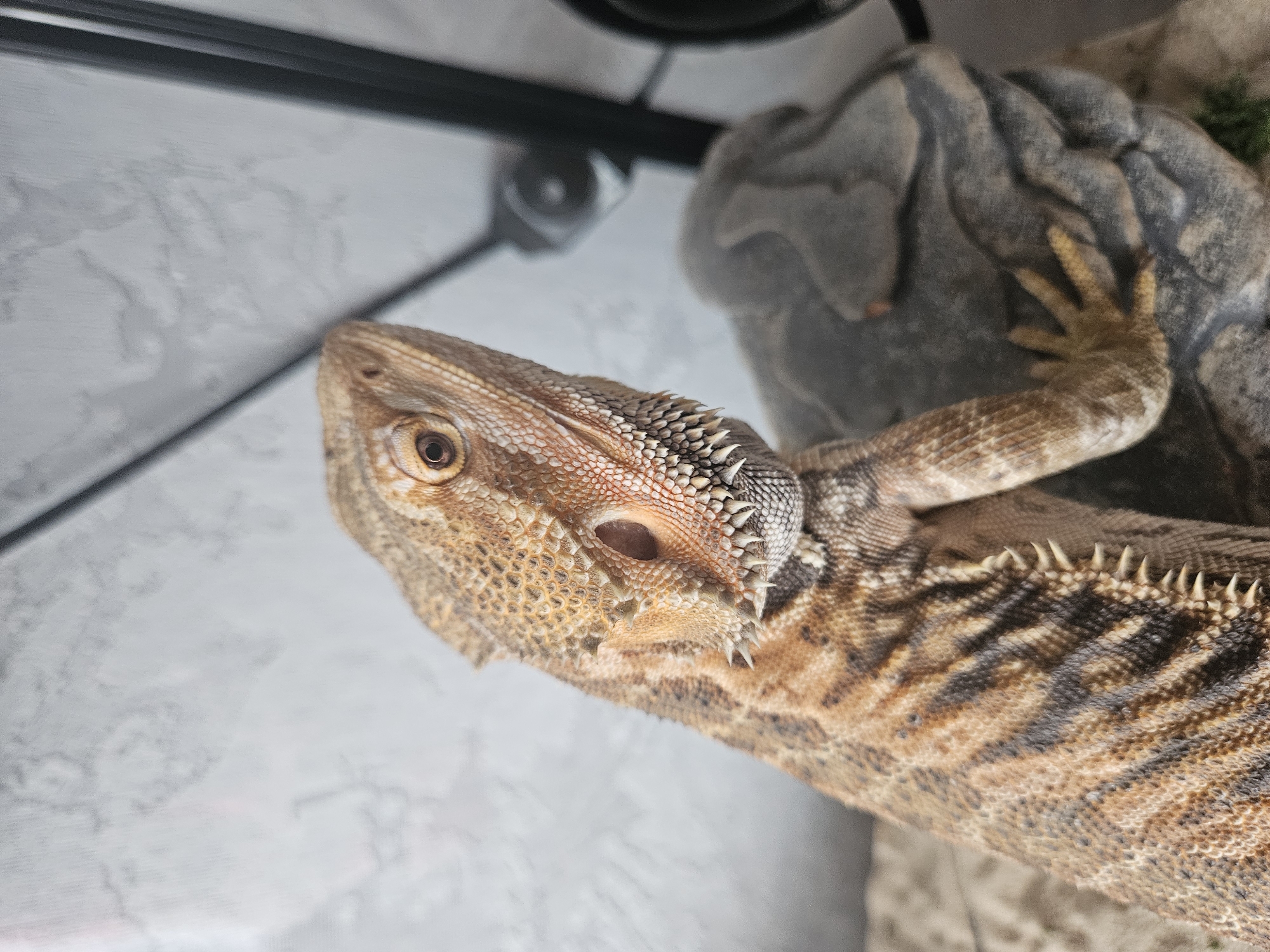 Bearded dragon in a rocky enclosure, Tver