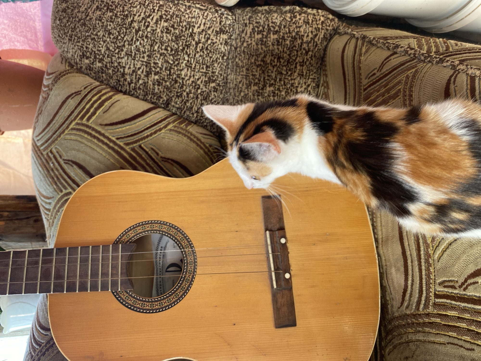 Calico cat at home with guitars and houseplants in Zelenodolsk