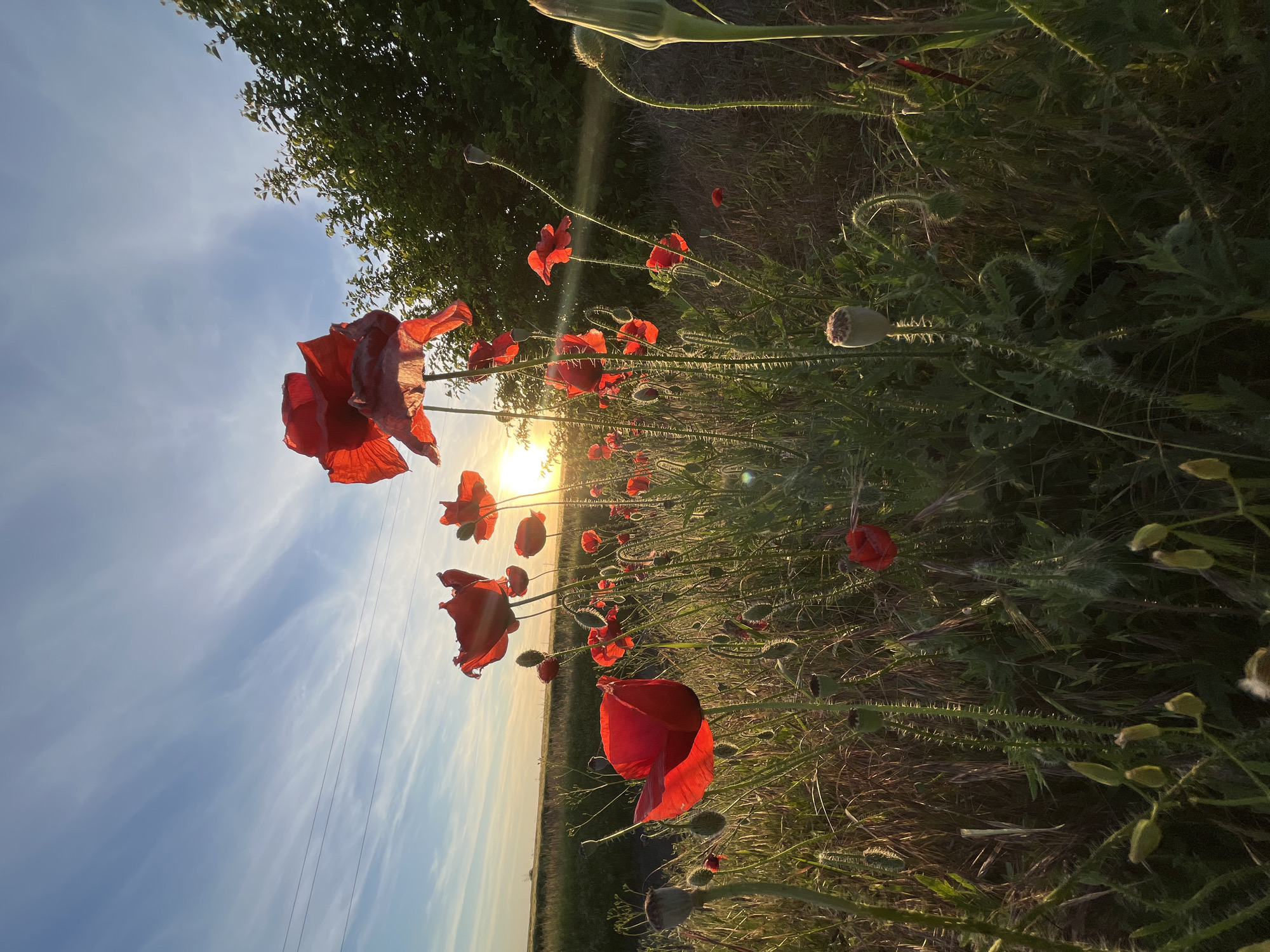 Red poppies bloom in Bulgarian countryside at sunset