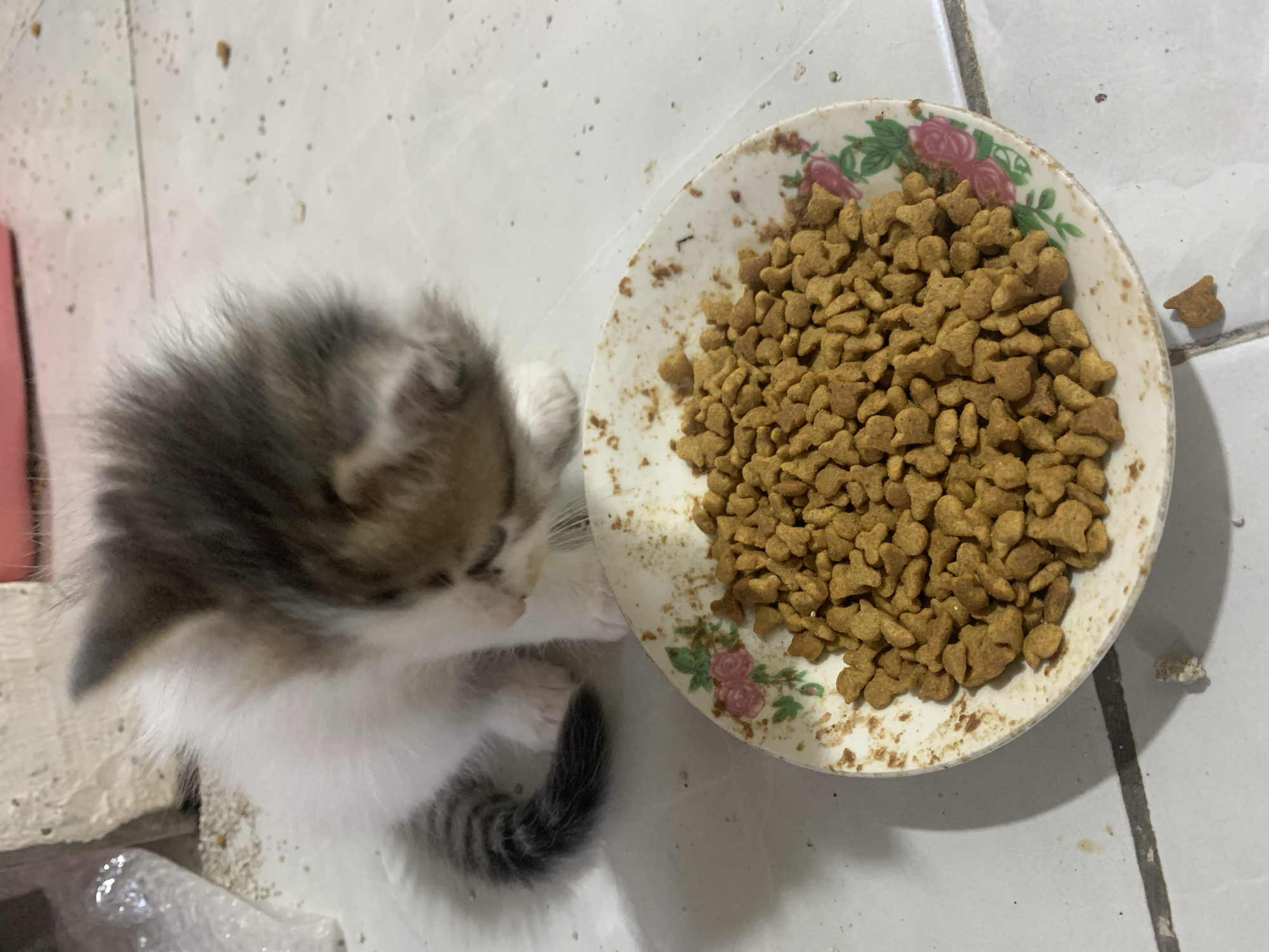 Kittens observed in homes across Tanjungsepreh, Indonesia early morning