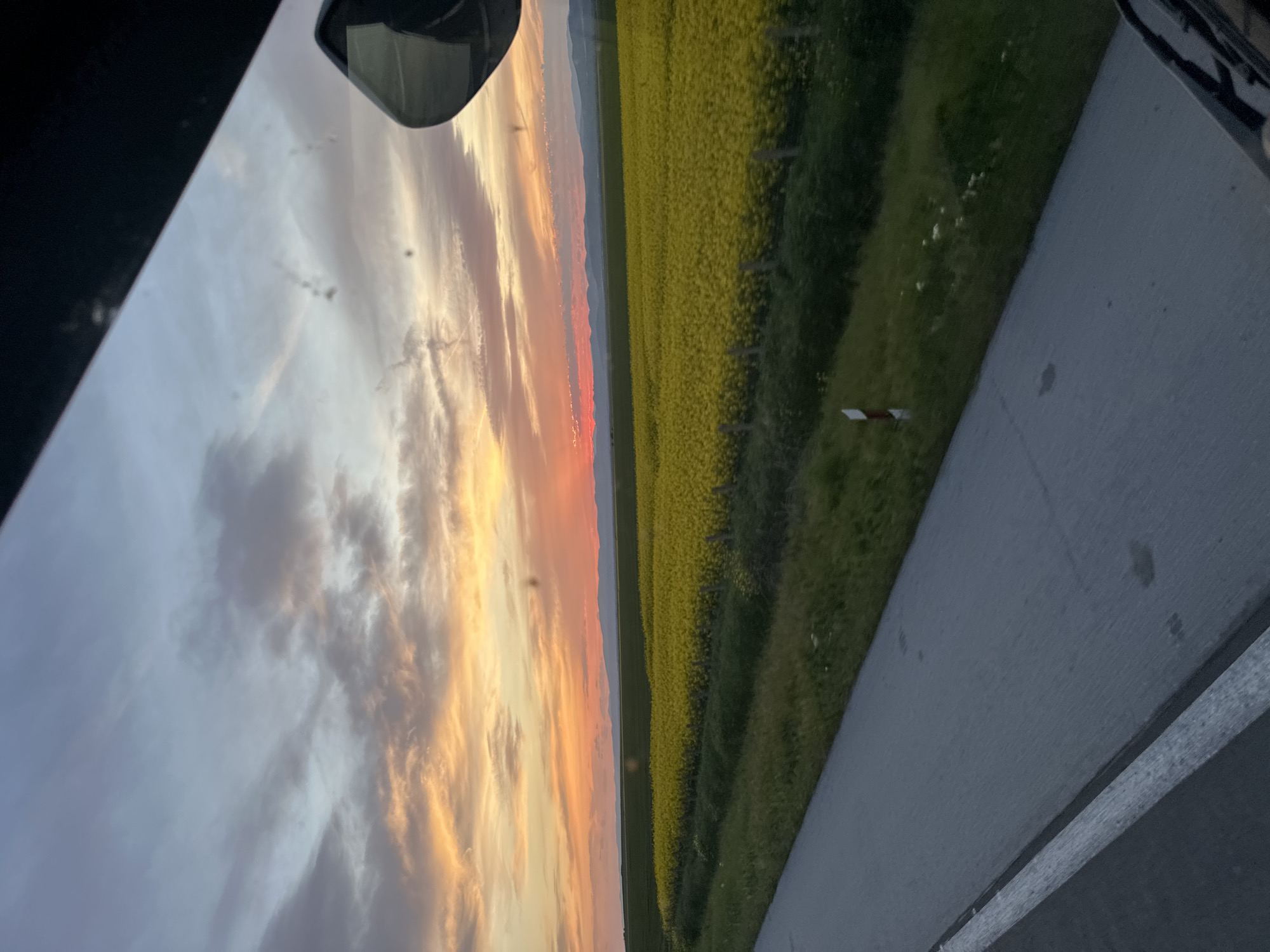 Yellow flower field captures sunset moment in Bulgarian countryside