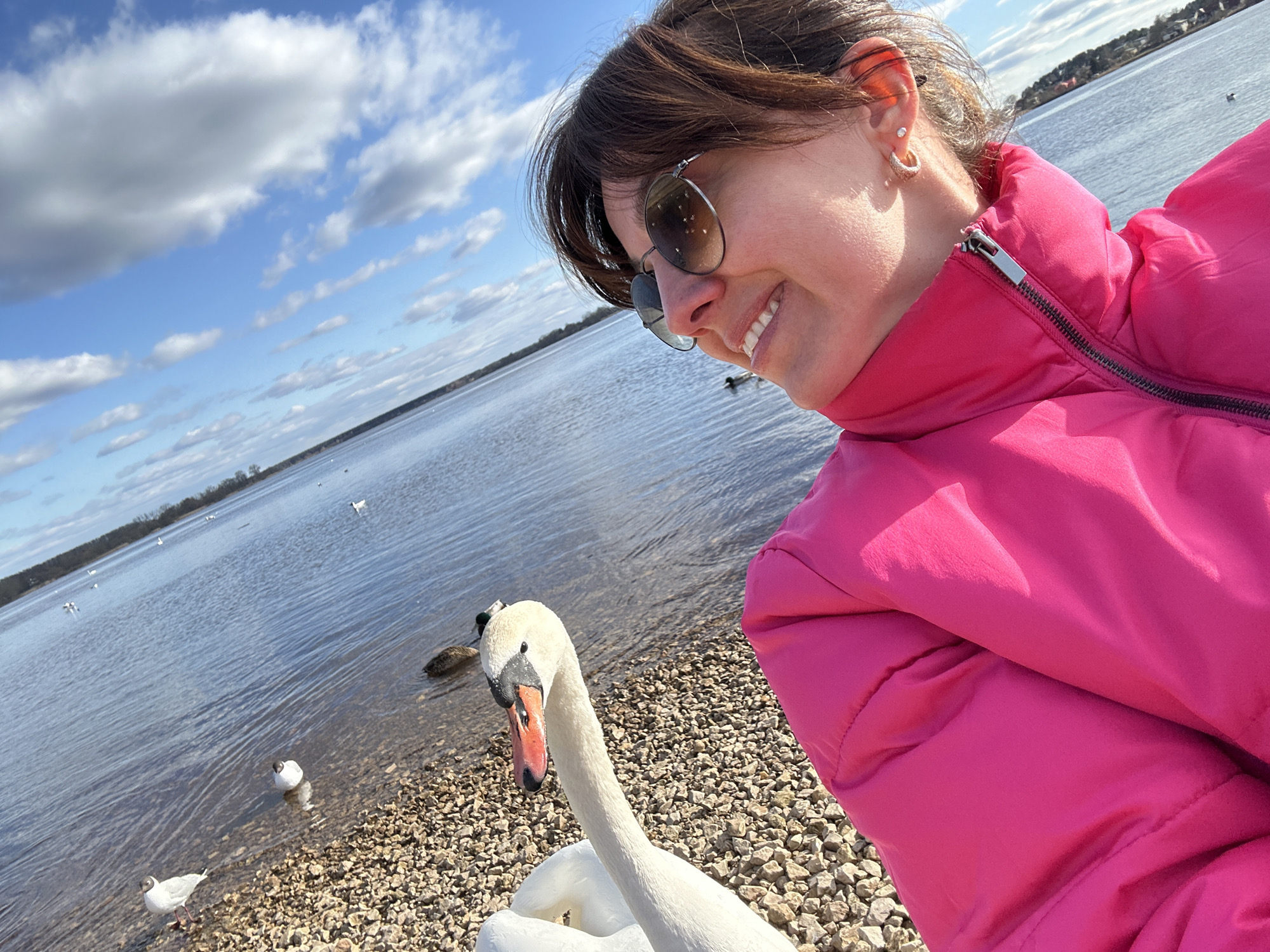 Person feeds swans bread along Daugava River in Riga