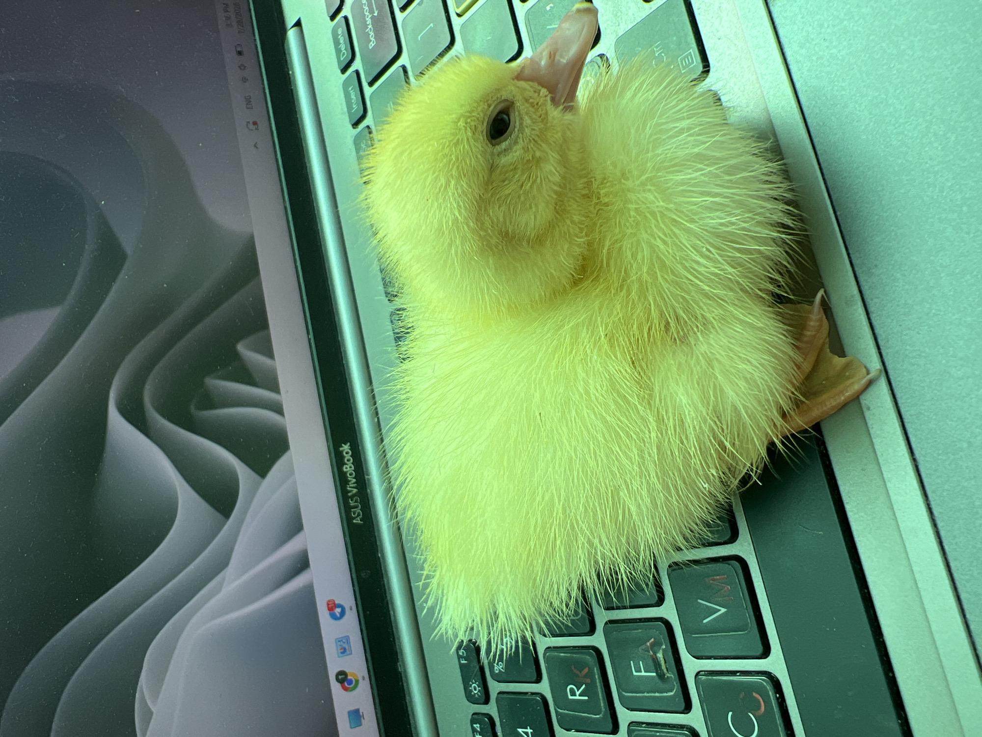Tiny duckling perches on a laptop keyboard in Moldova