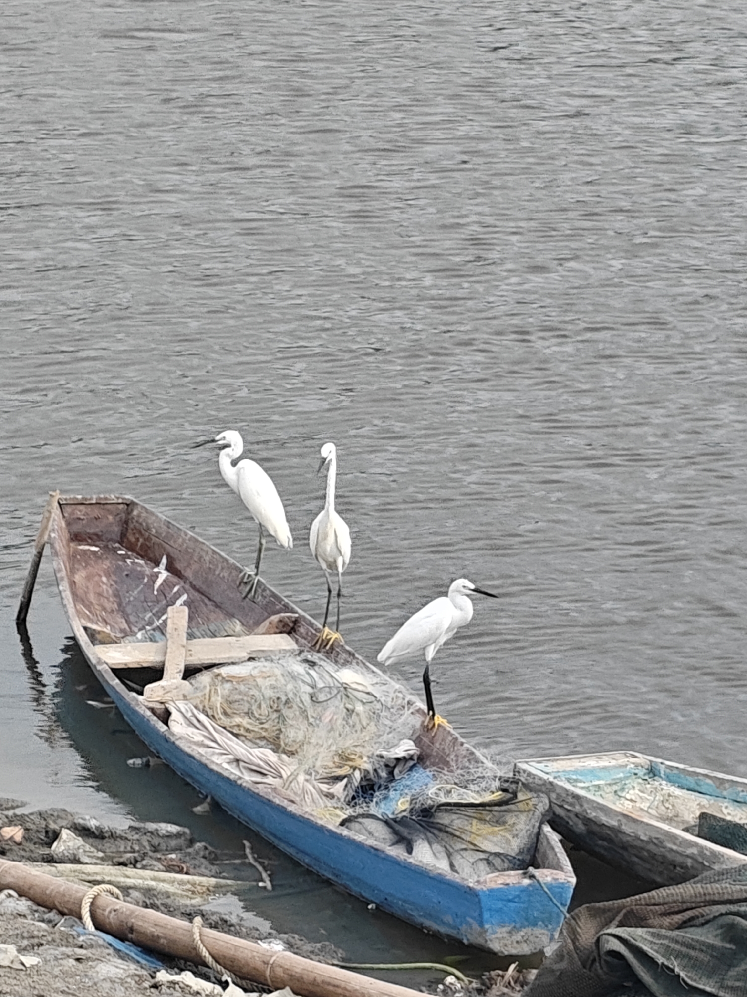 White egrets gather in fishing waters near Lhokseumawe, Indonesia