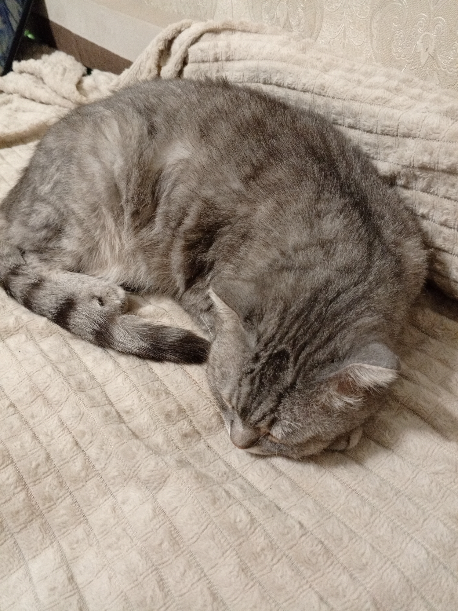Two cats, a nap and a tablet, Balakhna evening