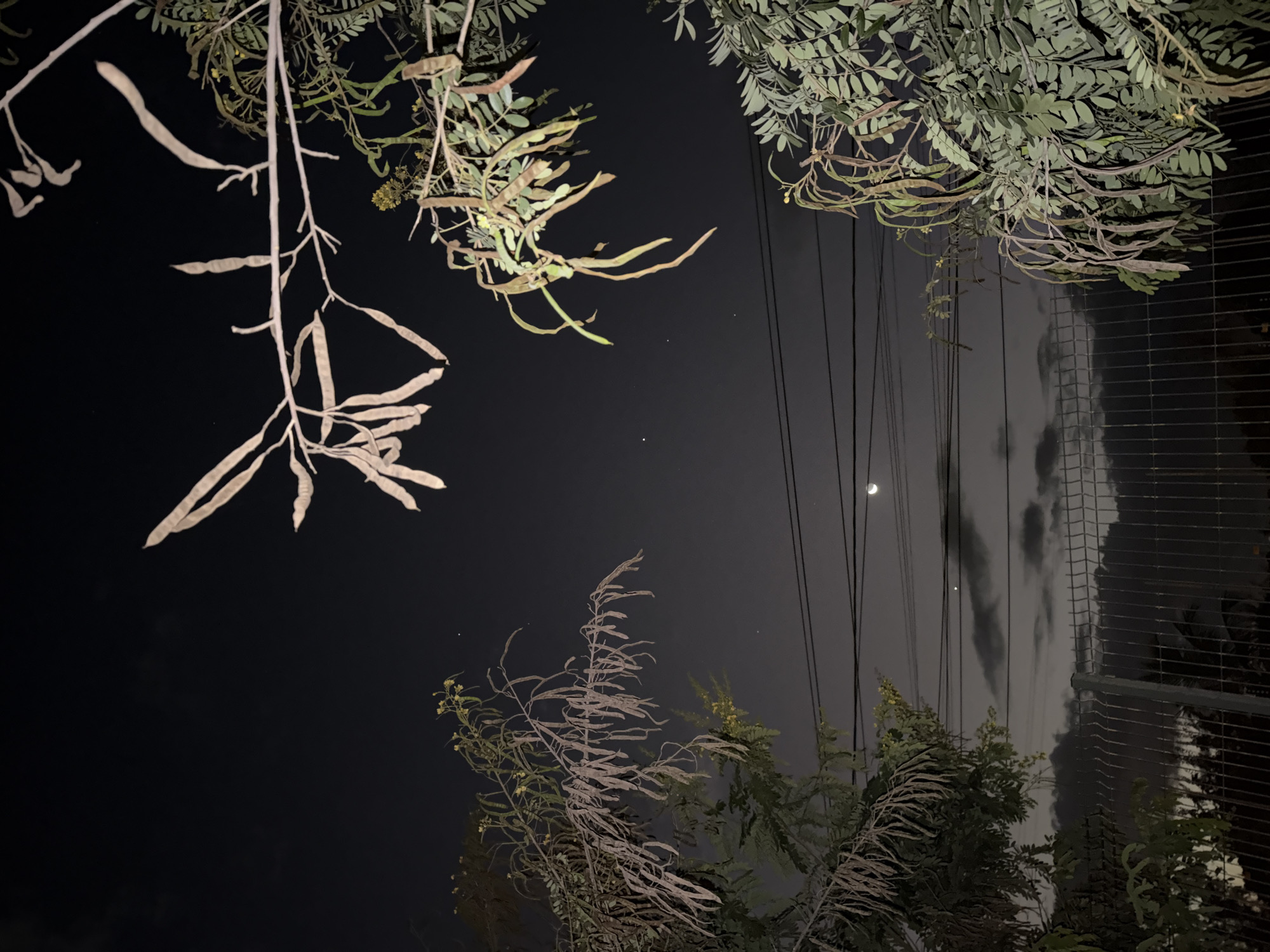 Crescent moon observed through trees in Pemba, Mozambique
