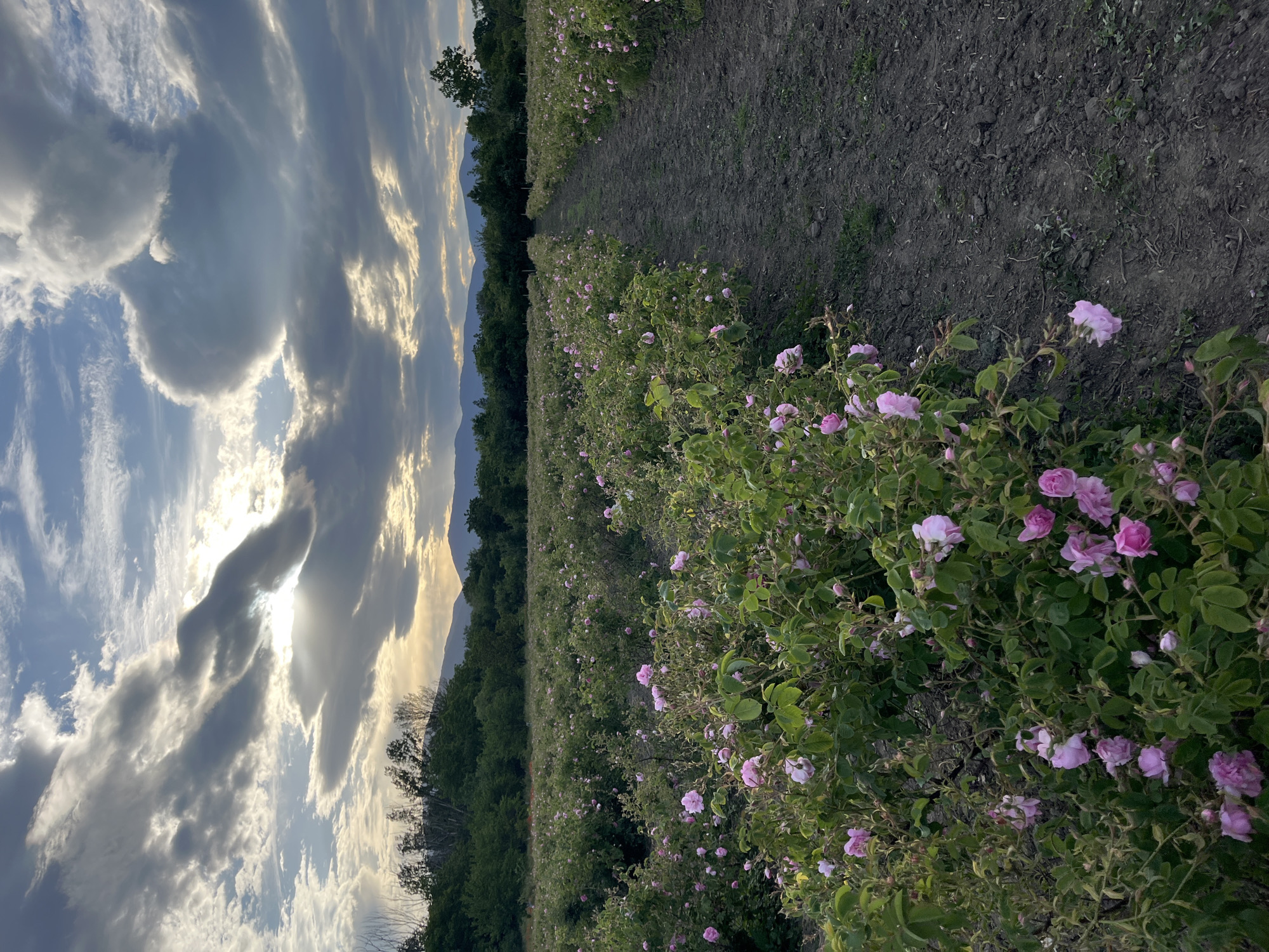 Pink rose field documented in Kran, Bulgaria