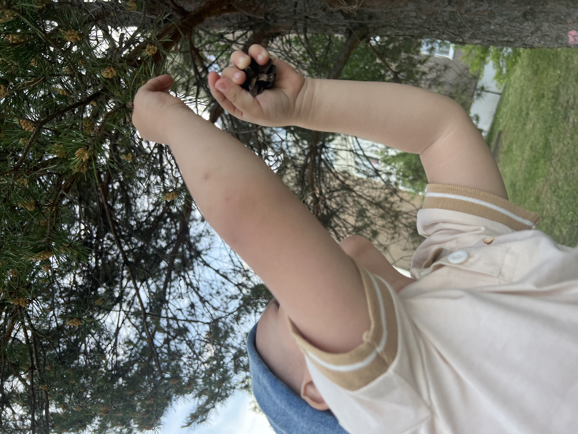Child explores pine trees in Russian neighborhood