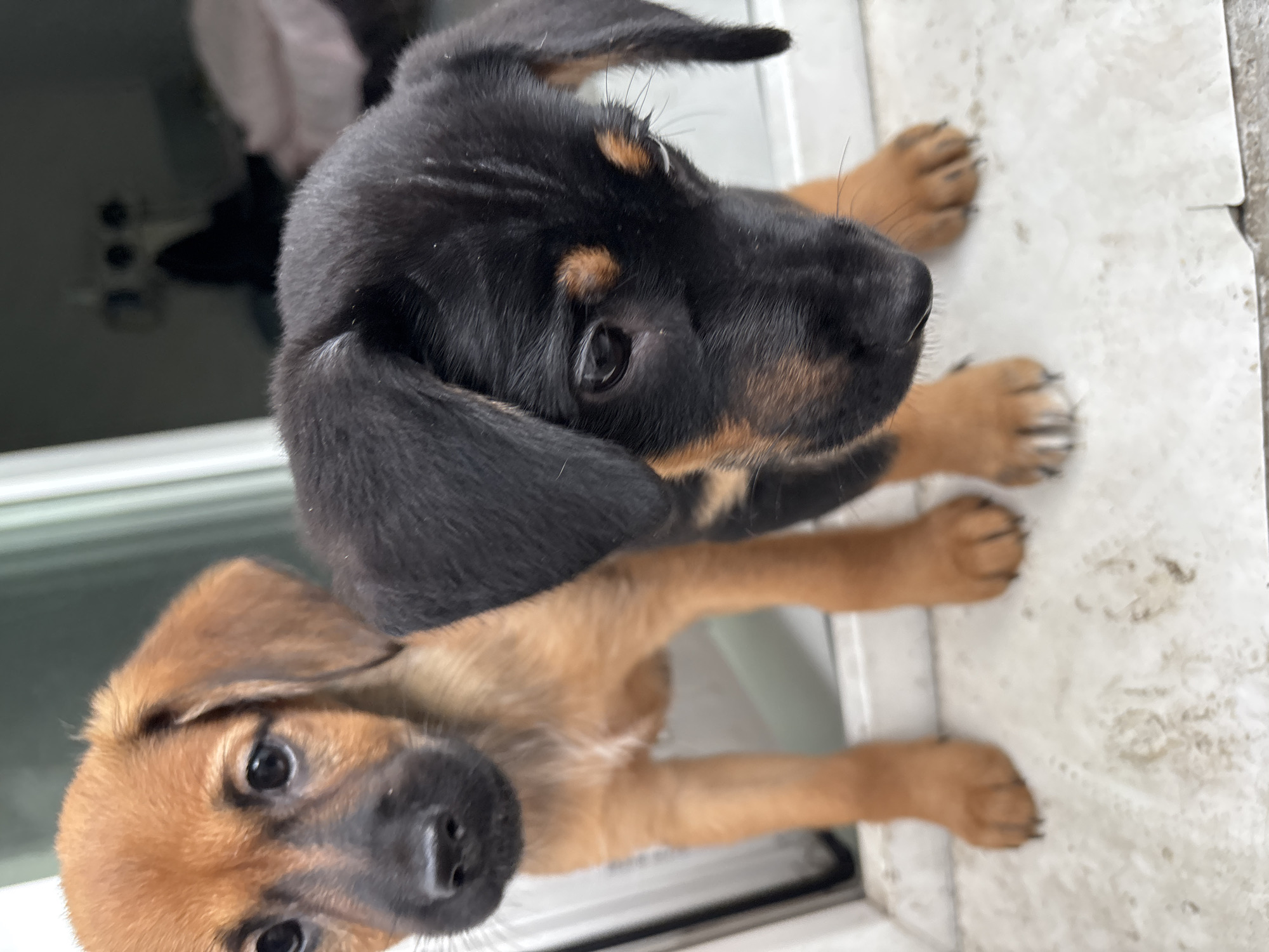 Puppies photographed in various indoor domestic settings over 20 minutes