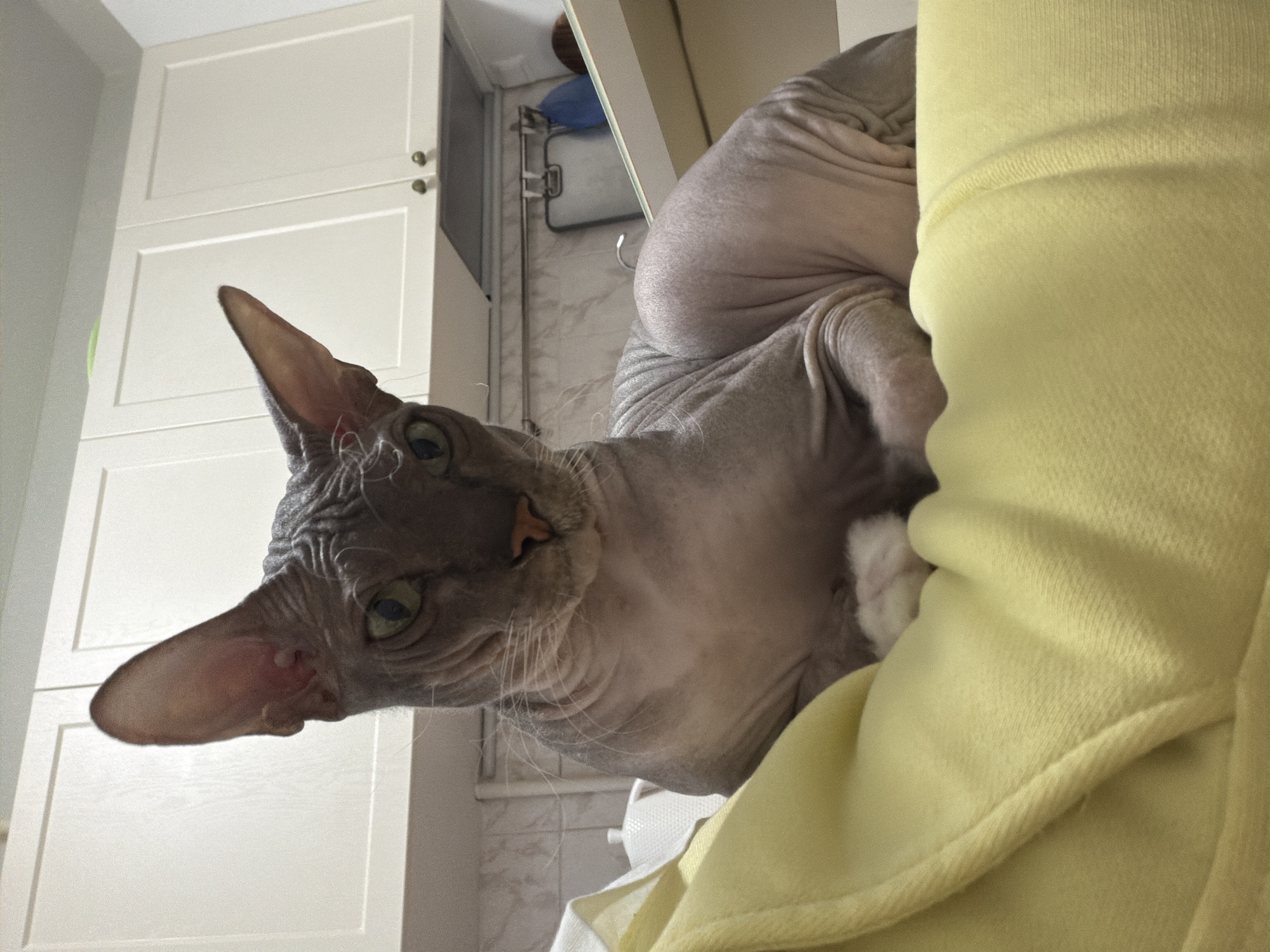 Sphynx cat, sunset views, and a gentle adoption nudge in Izhevsk
