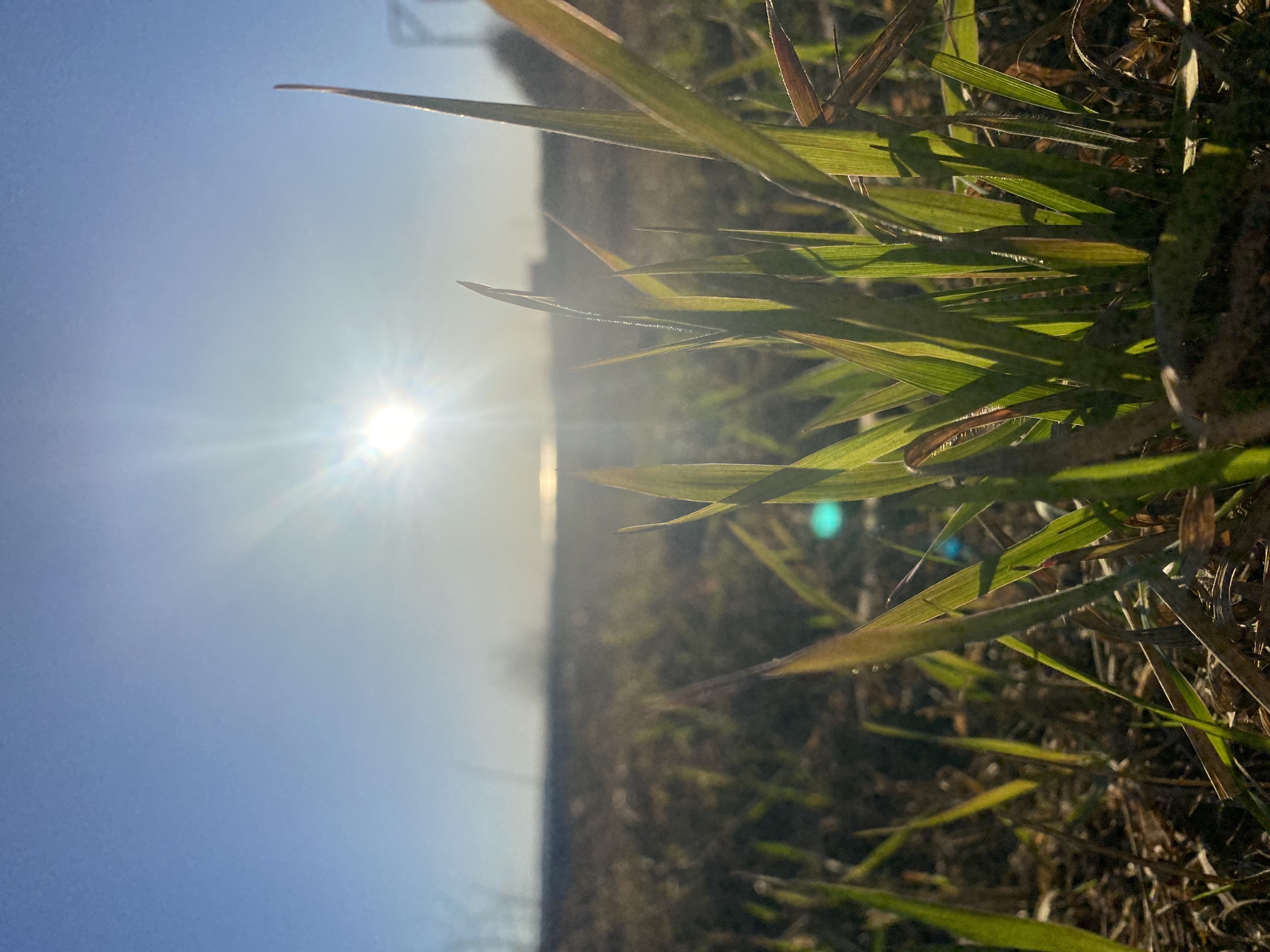 Sunlit grass photographed under clear skies in Ольховка, Russia