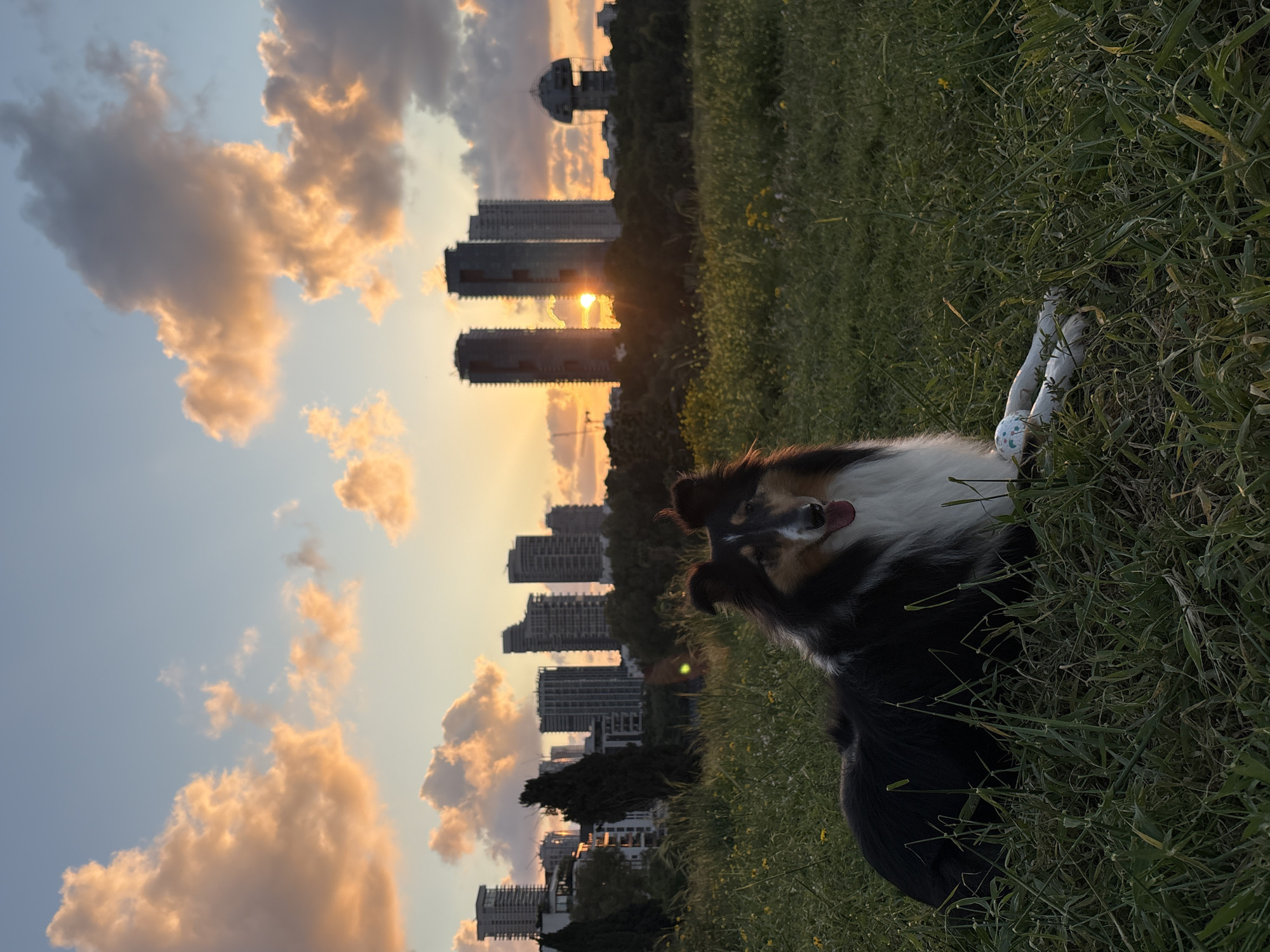 Border collie spotted in daisy field in Ramat Gan