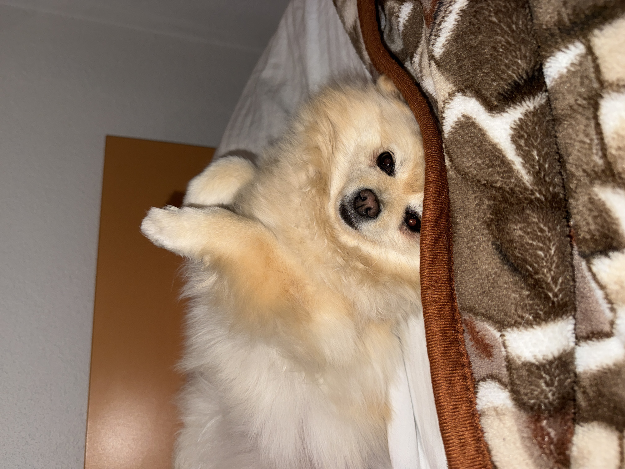 Pet owner documents sleeping Pomeranian during evening in Bulgaria