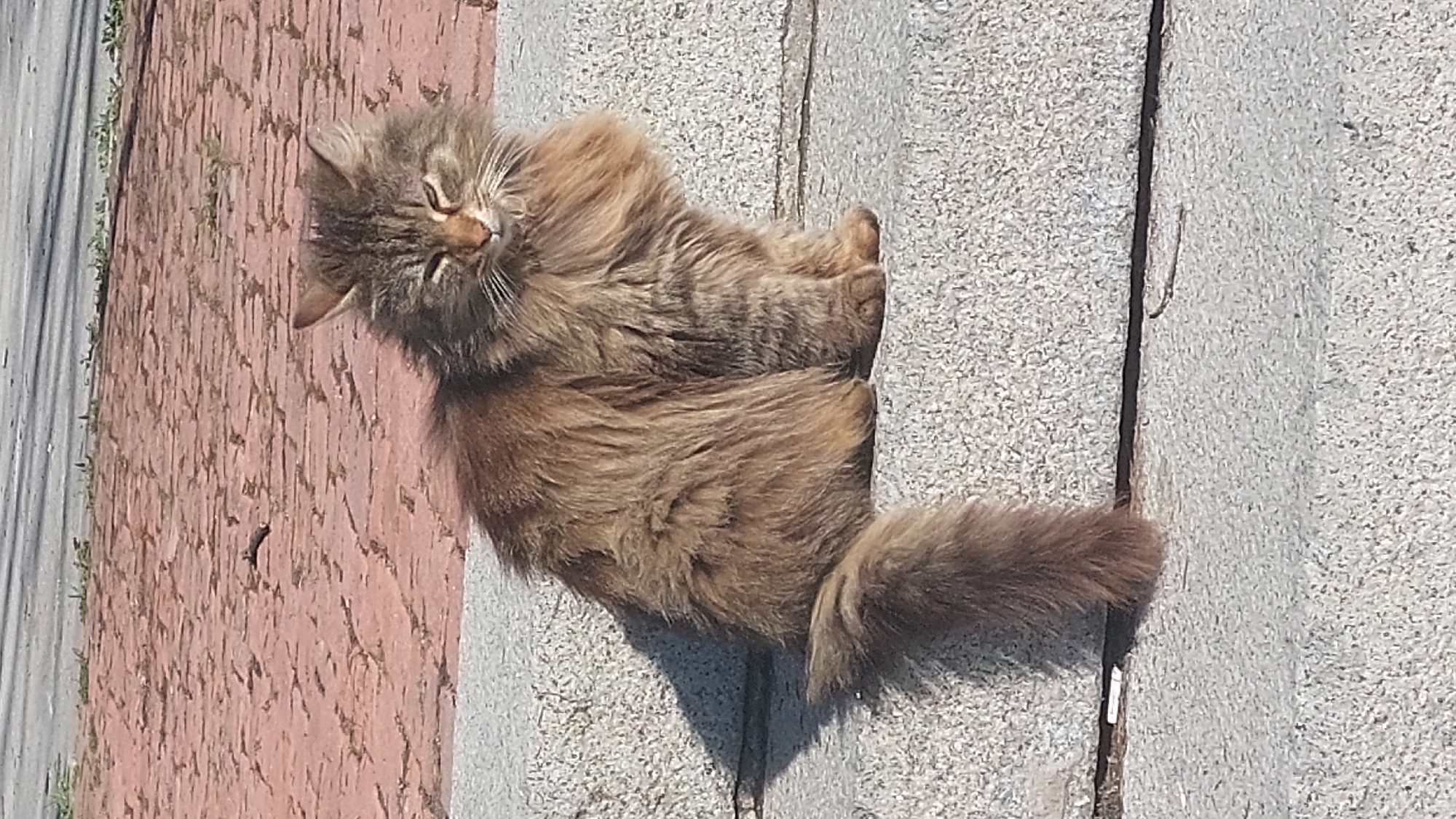 Cat rests on concrete surface in Gabrovo, Bulgaria