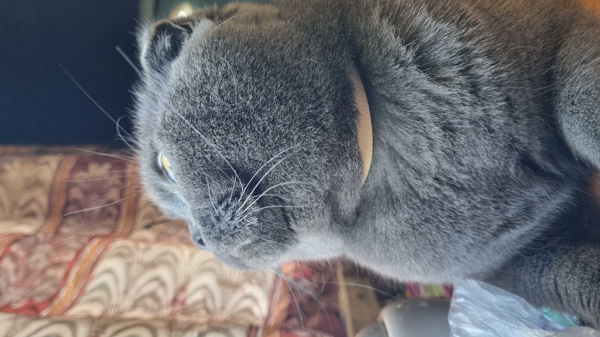 Summer garden and a sleepy Scottish Fold cat in Vysokoe