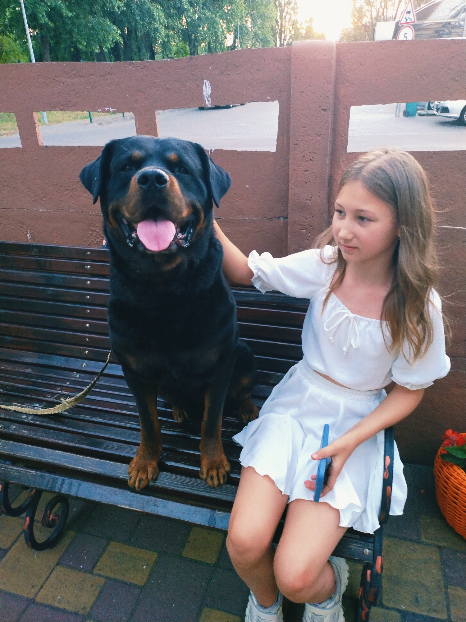 Golden-hour walk with a Rottweiler through Horishni Plavni