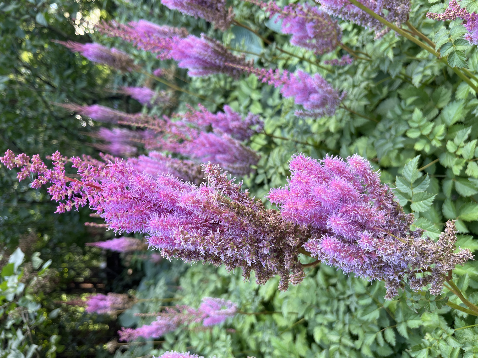 Summer blooms and pond life at a Moscow botanical garden