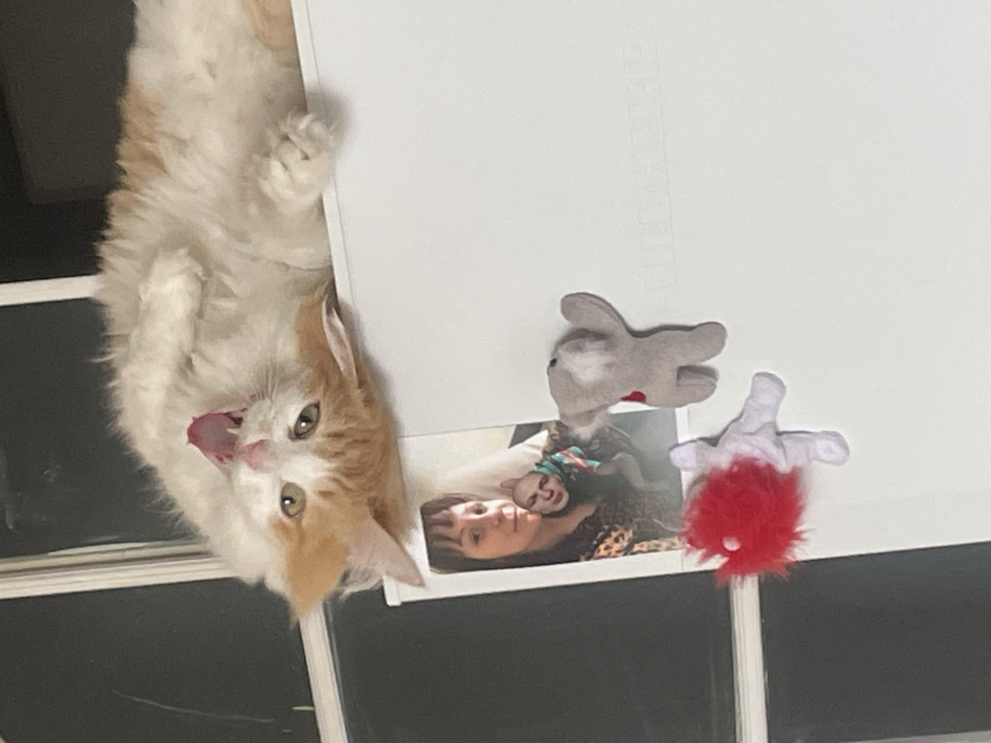 Orange cat photographed upside down with tongue out