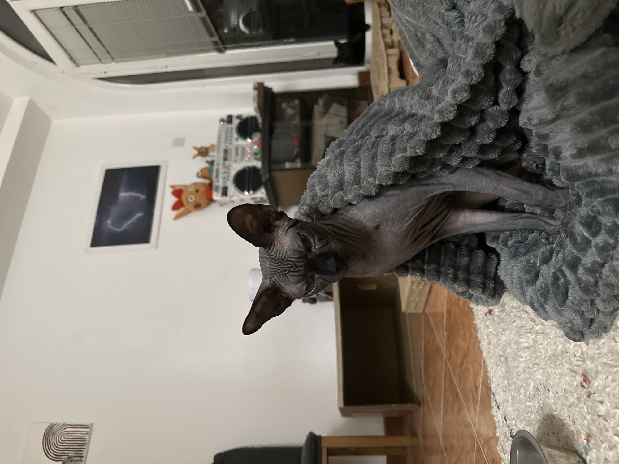 Two cats rest in cozy beds in Budva
