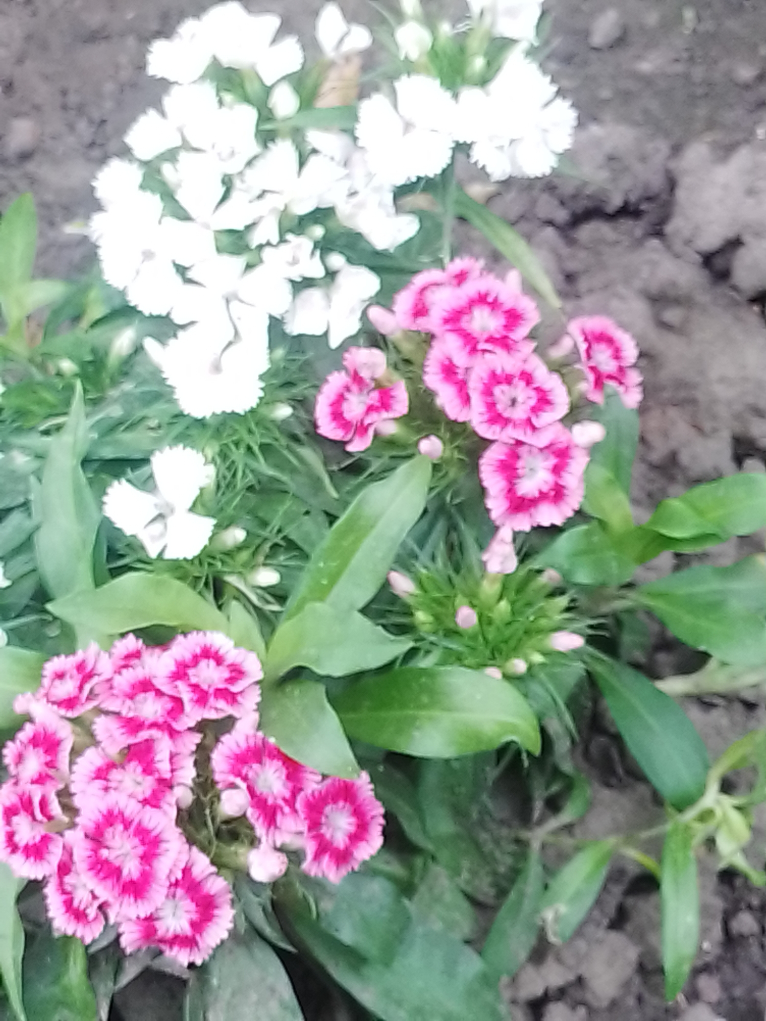 Summer morning in Myrhorod's flowering parks and garden beds