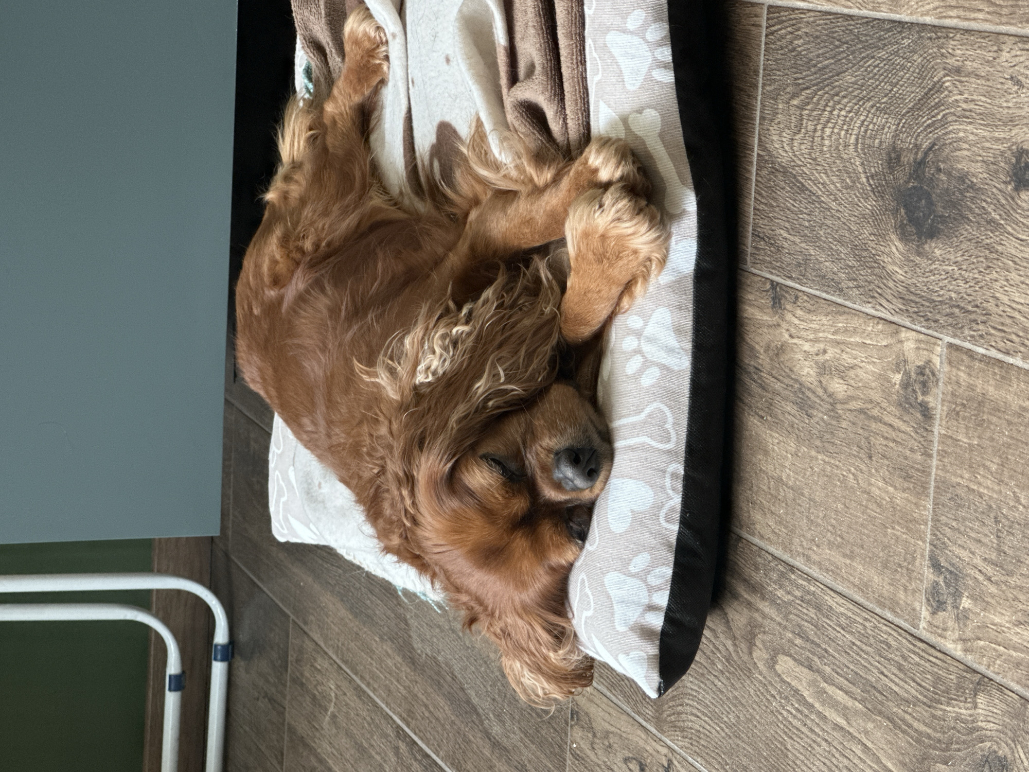 Quiet afternoon moments captured across Sofia: sleeping dog, selfies