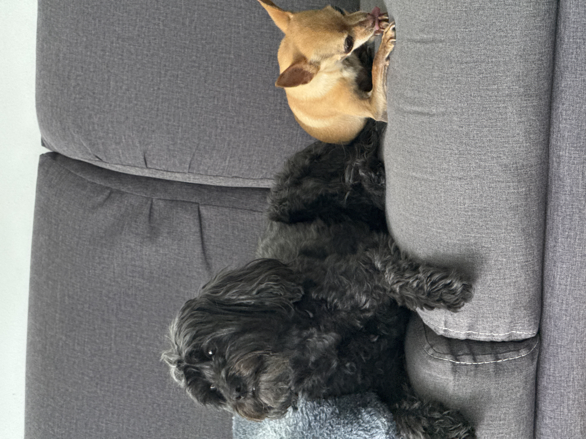 Quiet evening moments with pets documented in Mexican home