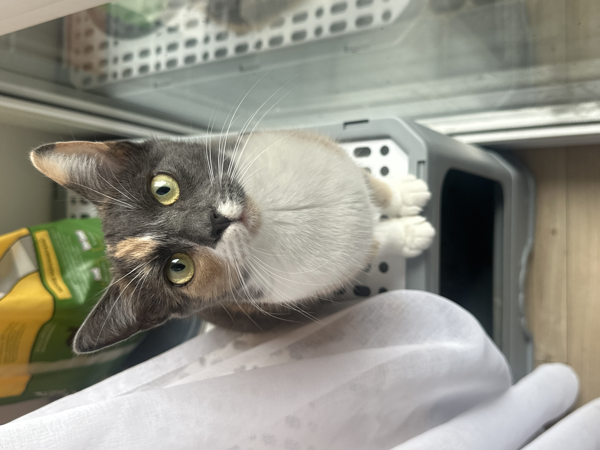 Rainy day at home: cats, selfies, wet leaves, and cartoons