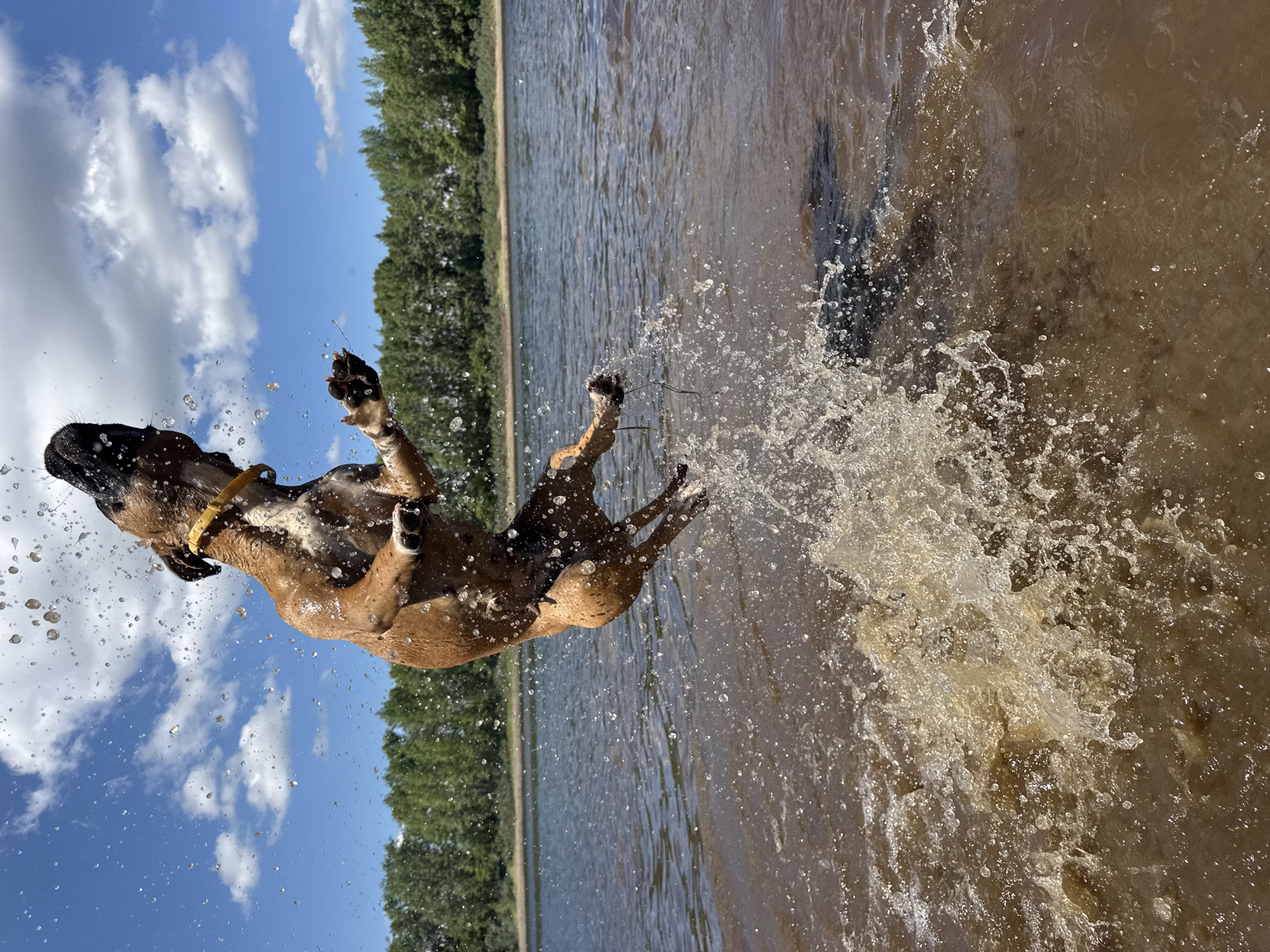 Woman and dog enjoy swimming session in Chaikovsky waters