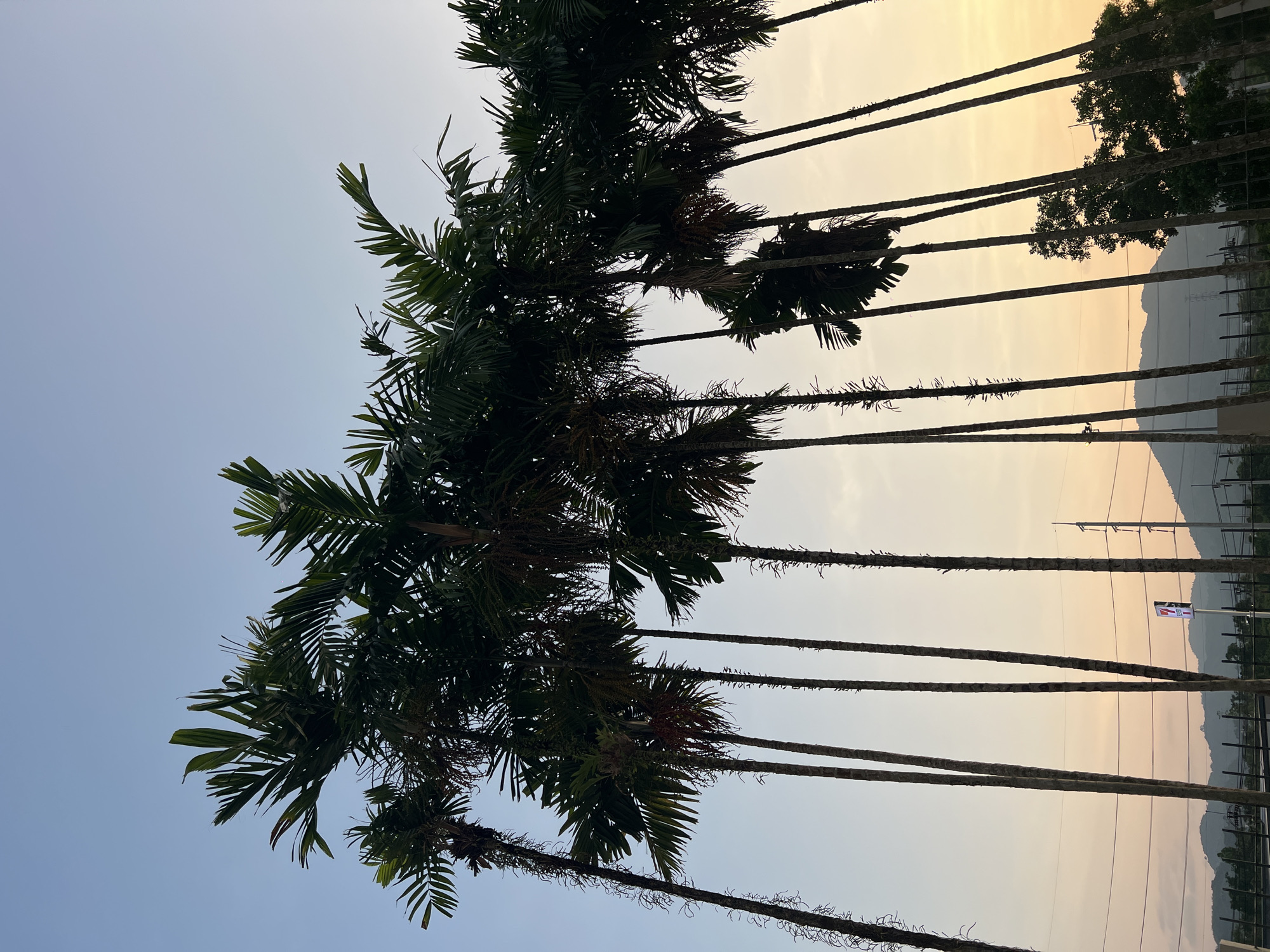 Palm trees photographed against vibrant sky in Kathu, Thailand