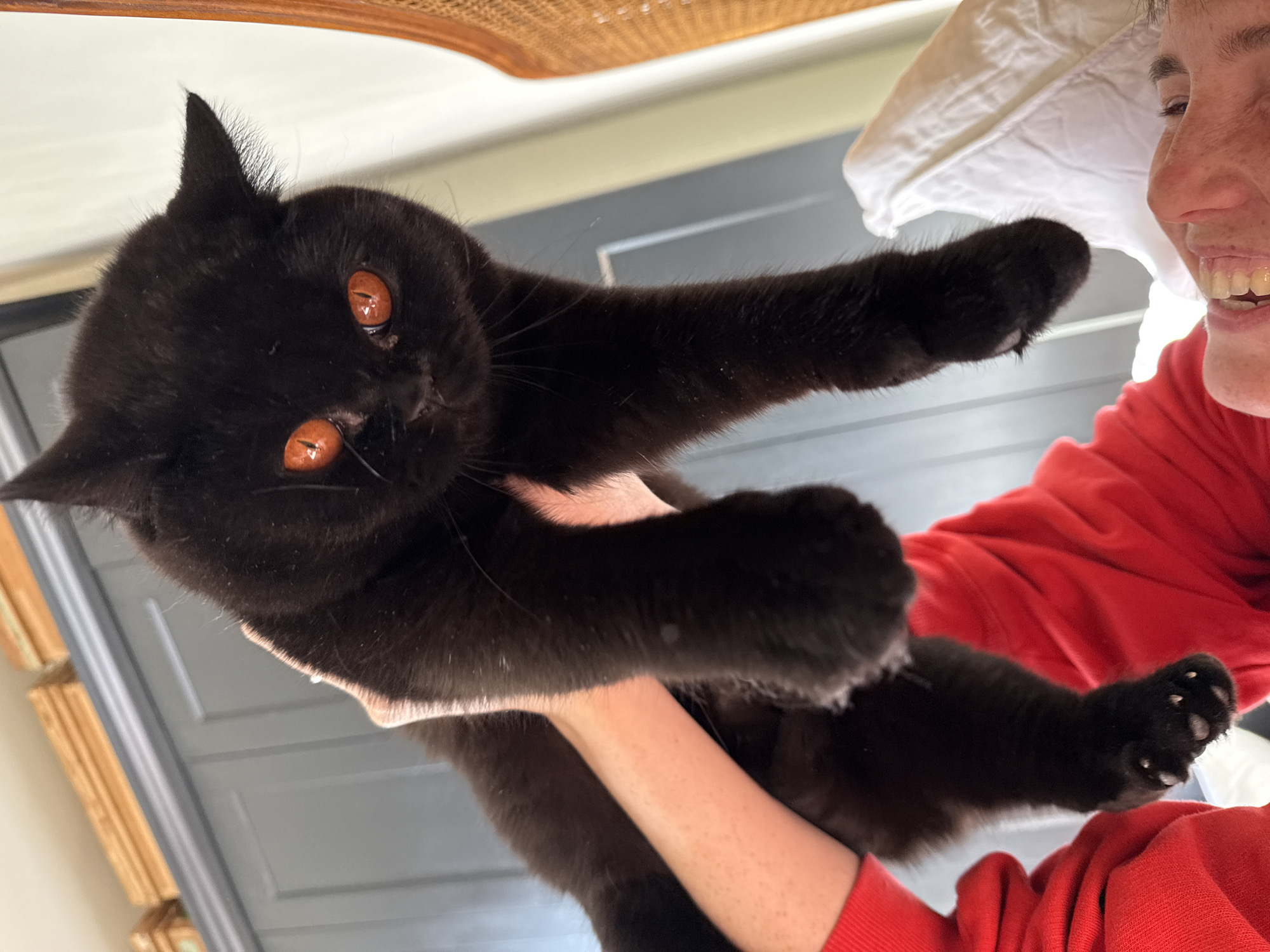 Person holds black cat indoors in London
