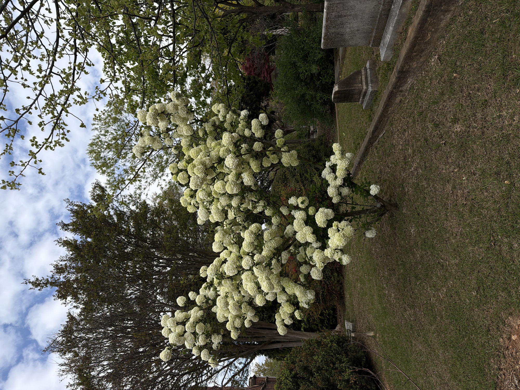 White flowering tree blooms in Atlanta cemetery park
