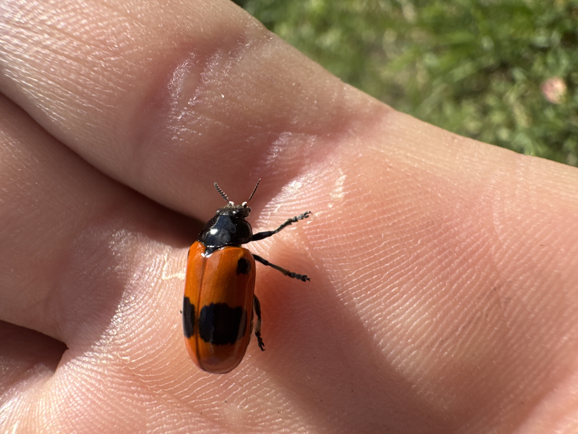 Backyard animals, garden blooms, and a handful of close-up nature moments