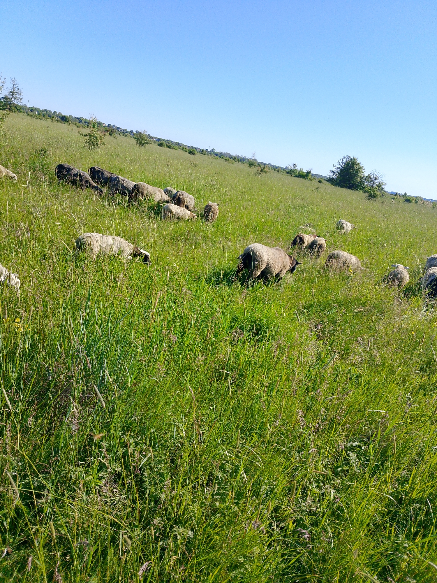 Pastoral countryside scene with grazing sheep and winding paths documented