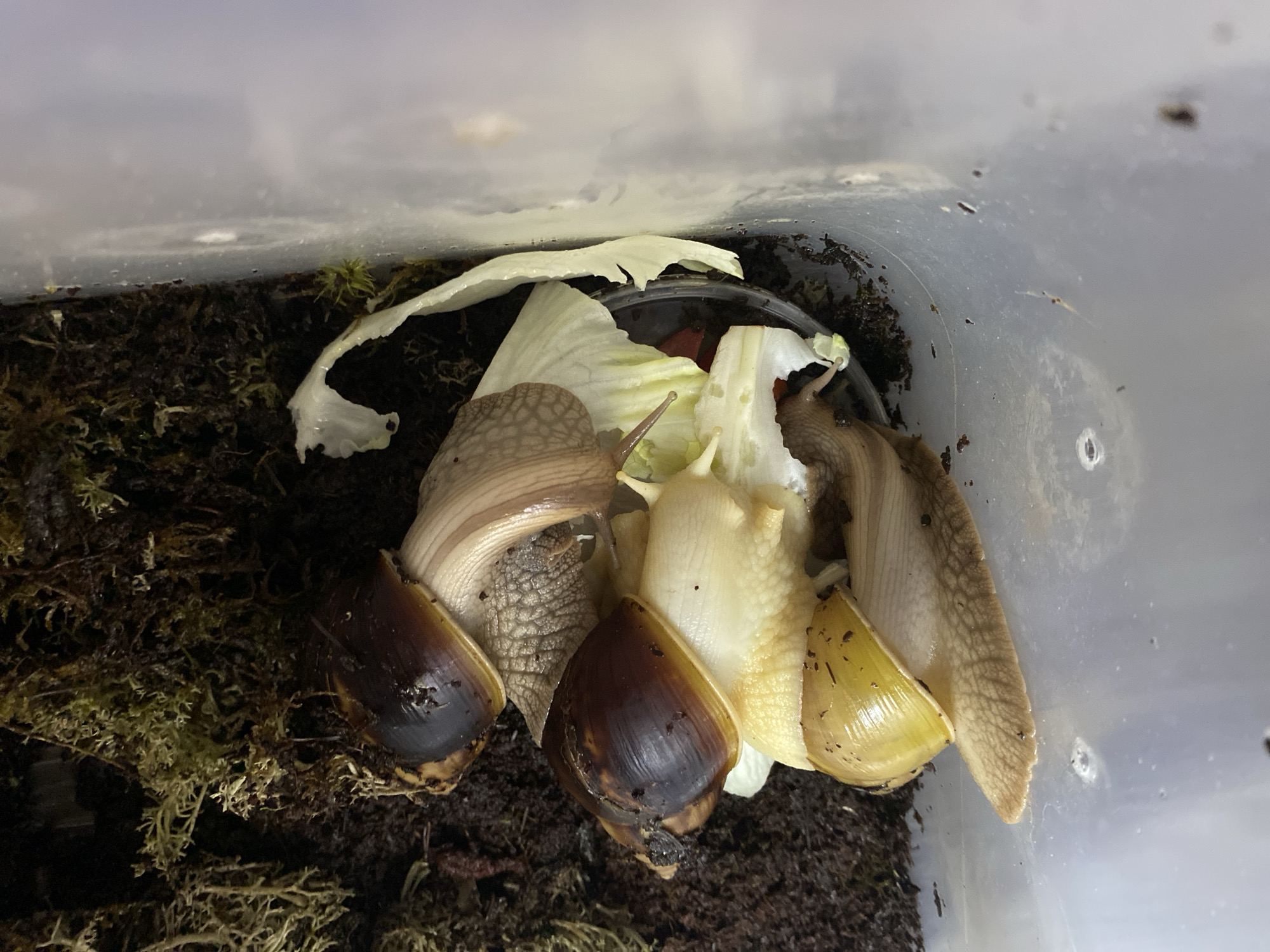 Young woman documents evening selfie session with pet snails
