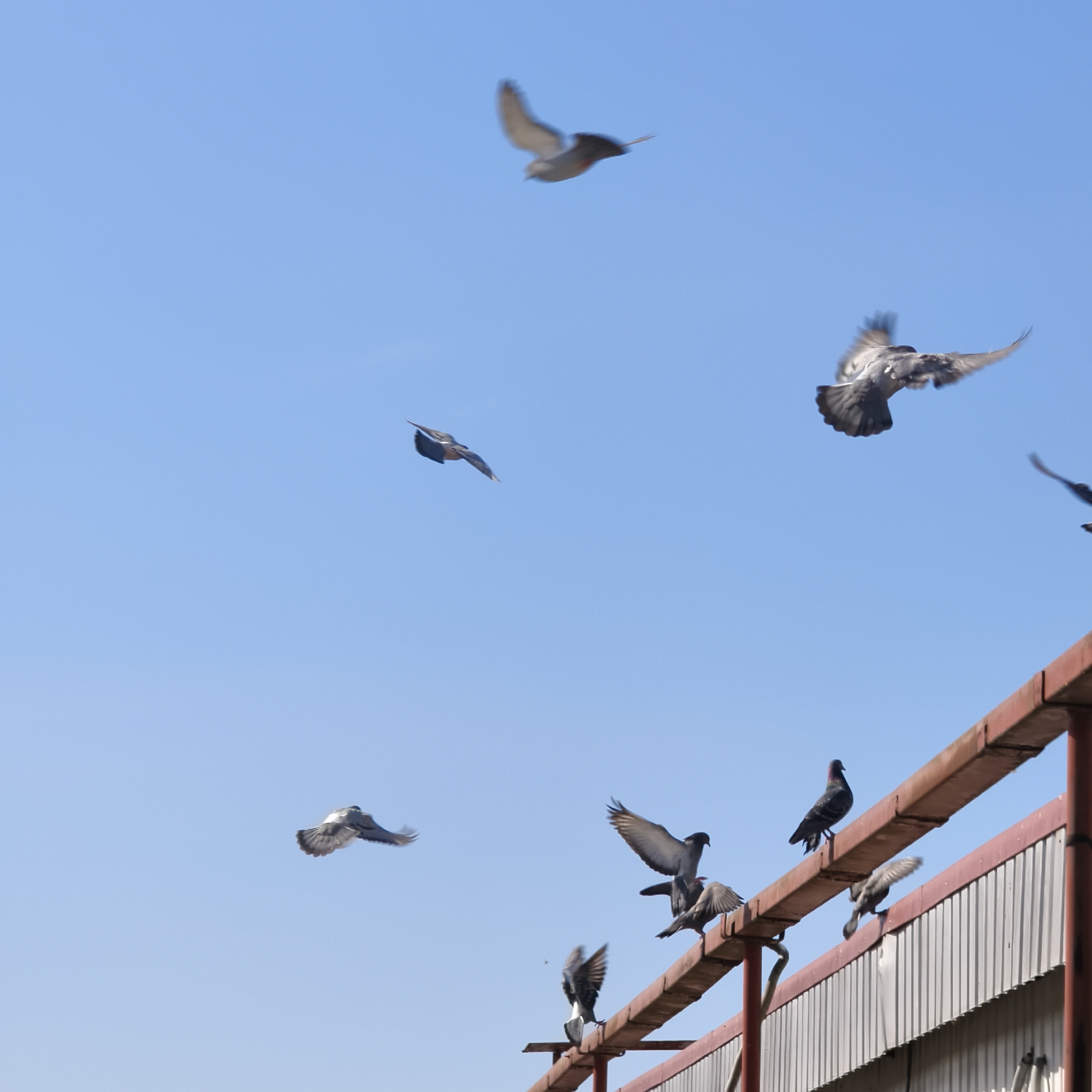 Urban scenes captured in Hrodna showing pigeons and street commerce