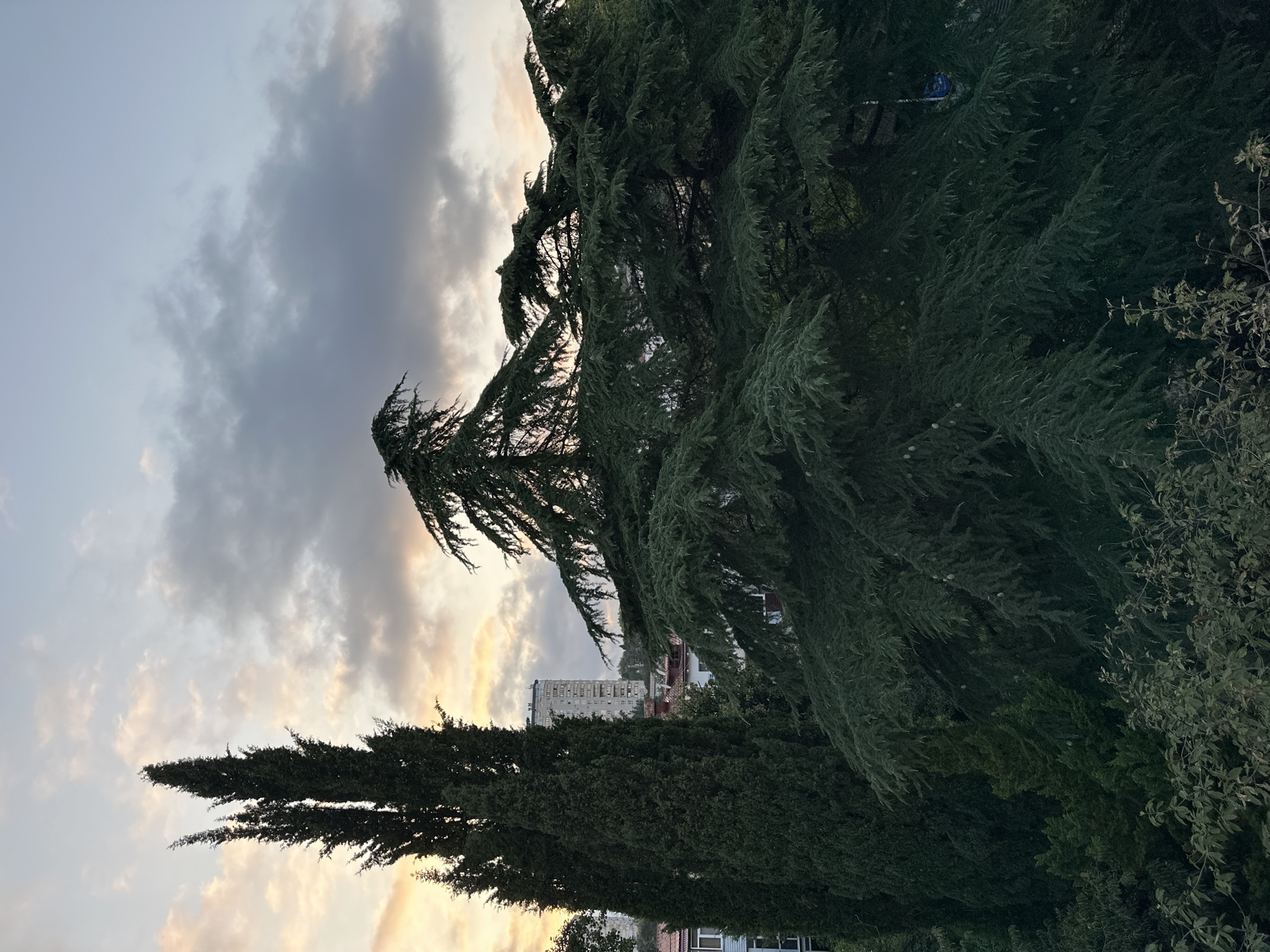 Treetop views and personal moments from a Sochi vantage point