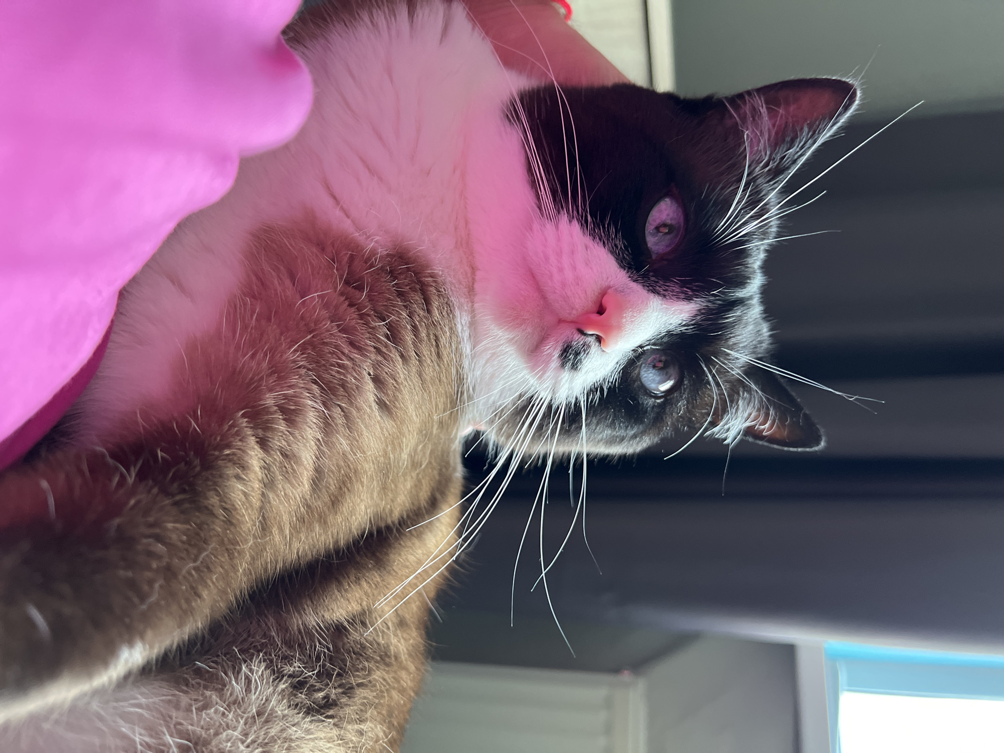 Lazy summer afternoon in Noviy — parks, flowers, and a cat