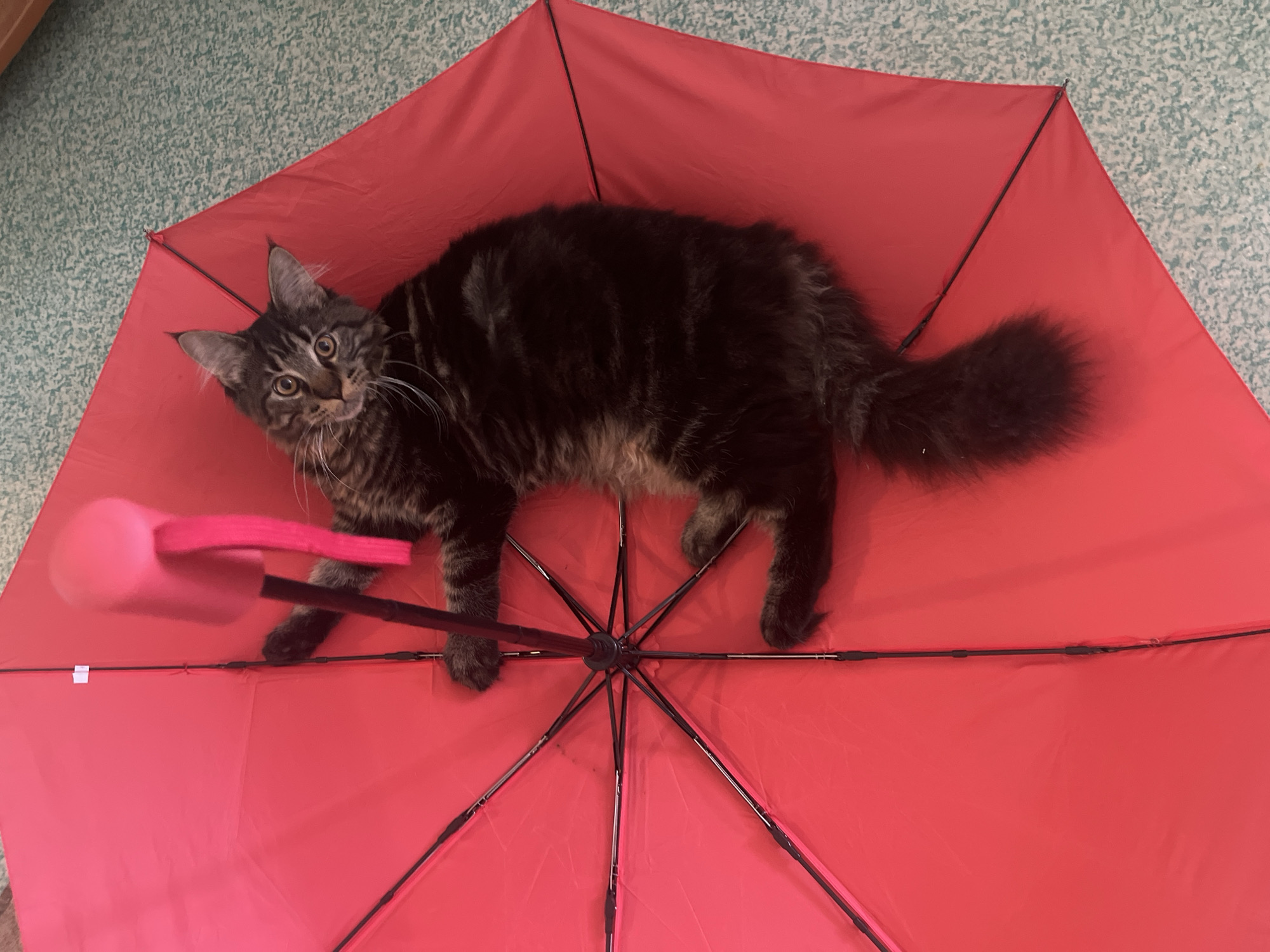 Tabby cat lounging inside a red umbrella on a carpet