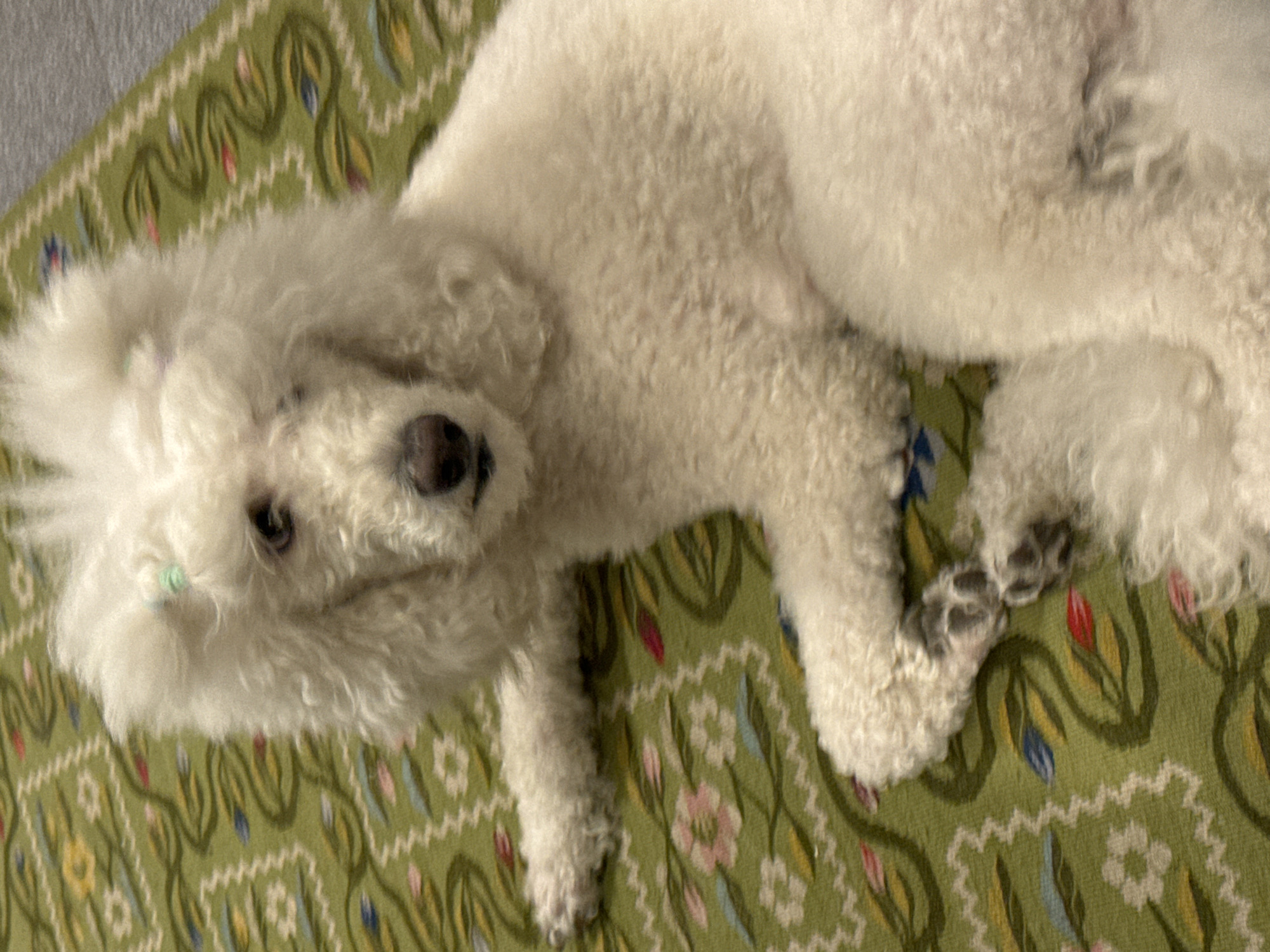 Small white dog rests on patterned rug in Krasnoyarsk
