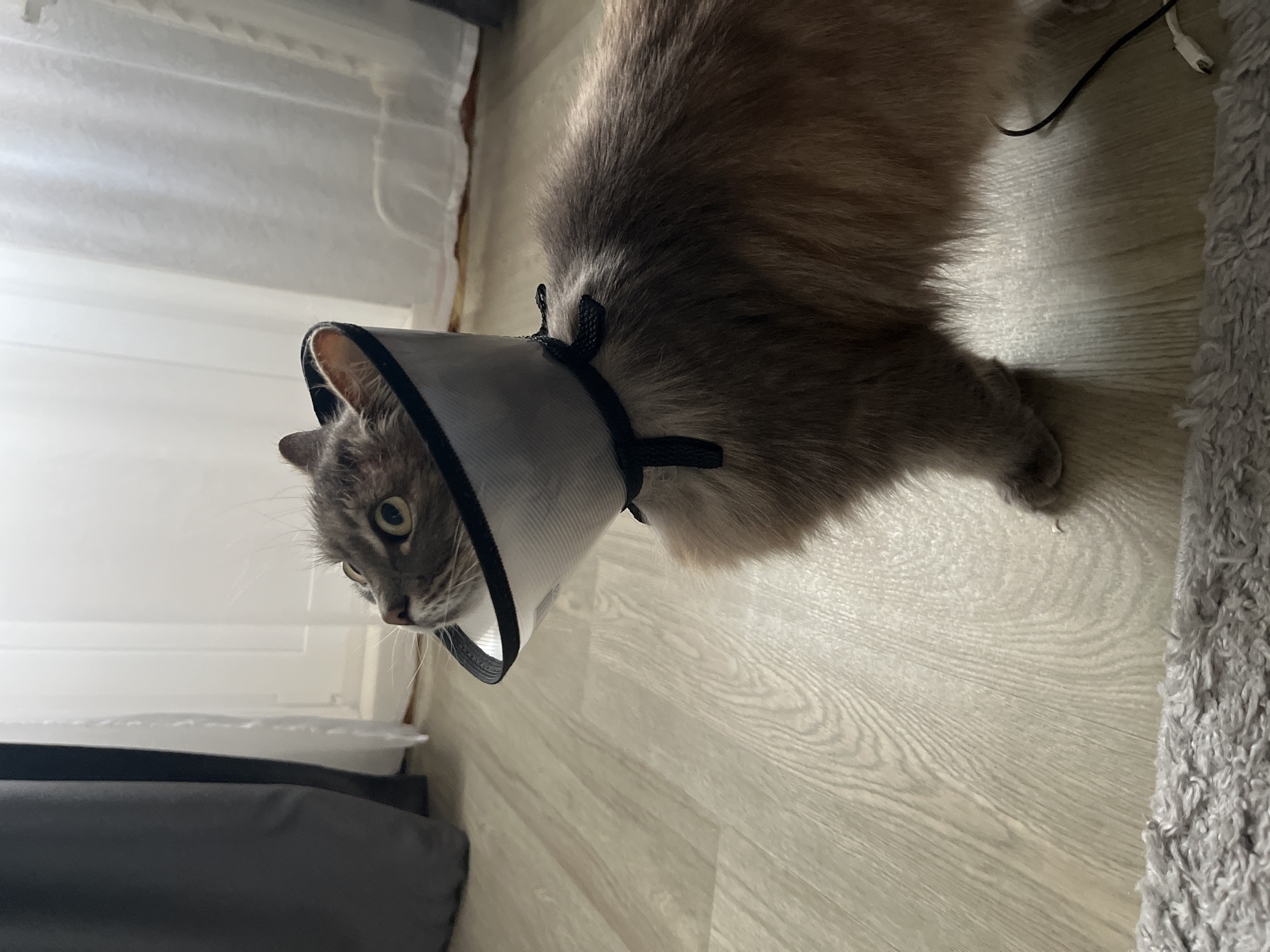 Cat recovers from veterinary procedure in Russian village