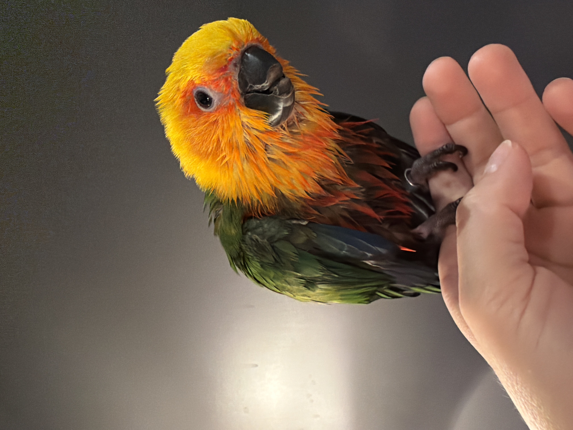 Sun conure parrot bath time in a Khimki bathroom