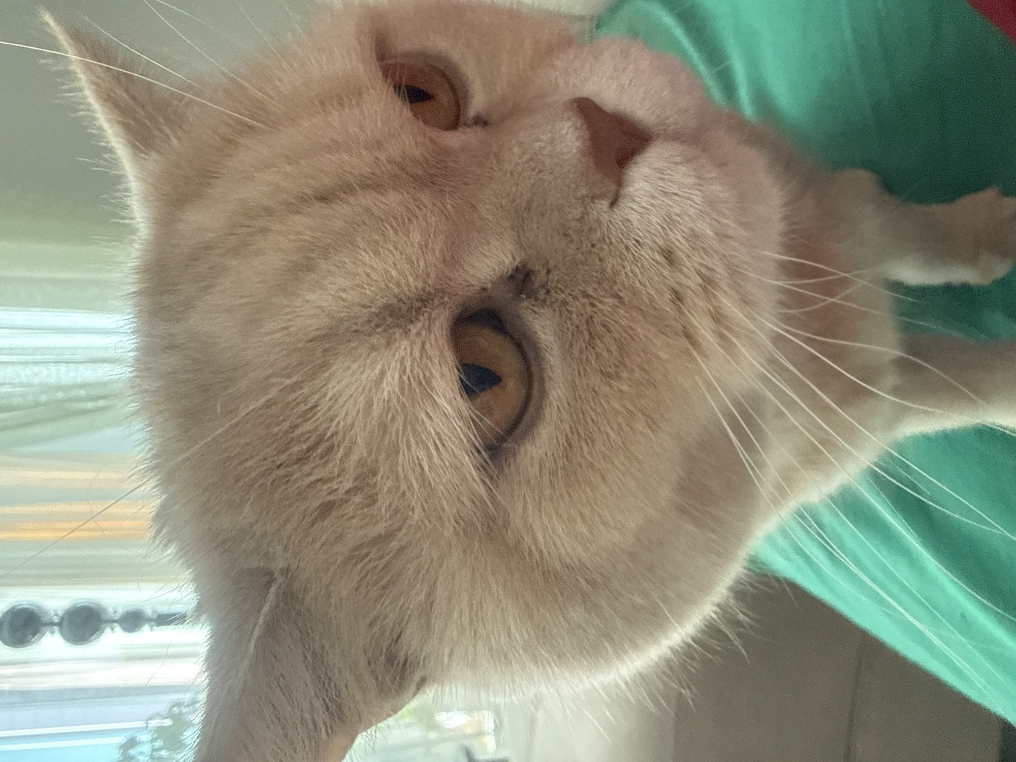 Light-colored cat photographed in various indoor positions over 29 minutes