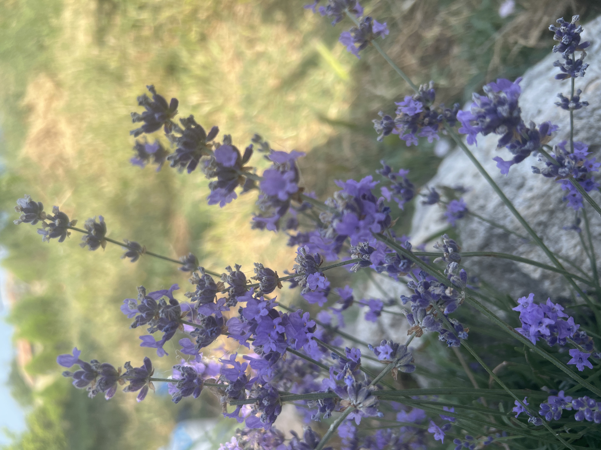 Wandering a blooming herb garden decorated with paper lanterns