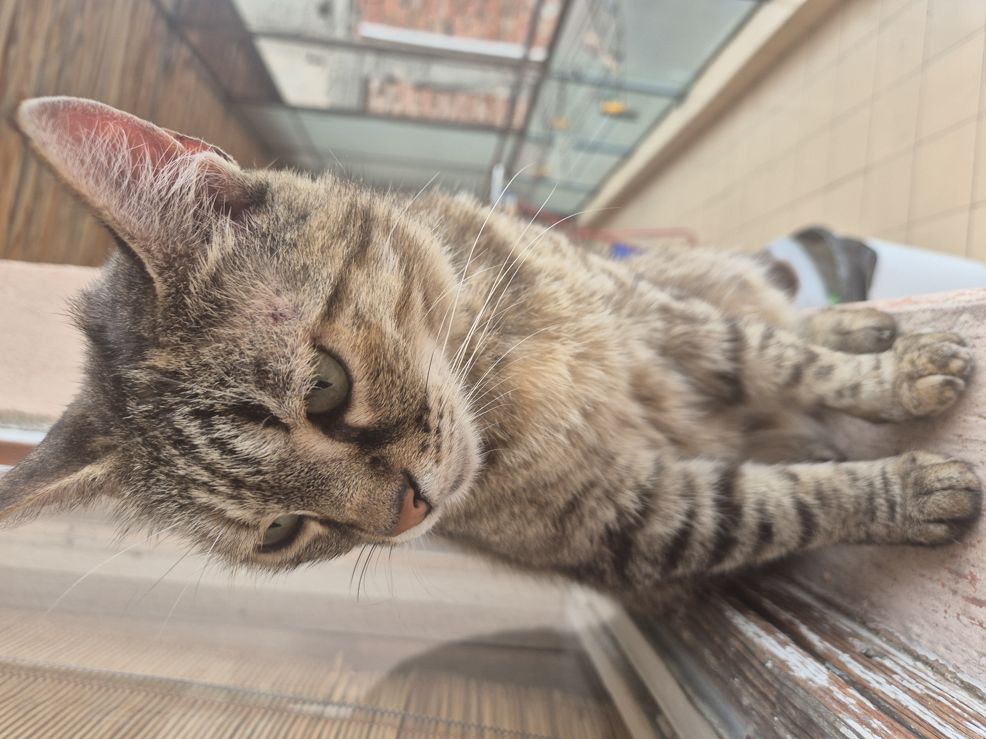 Tabby cat observed resting, cosmetic products documented nearby