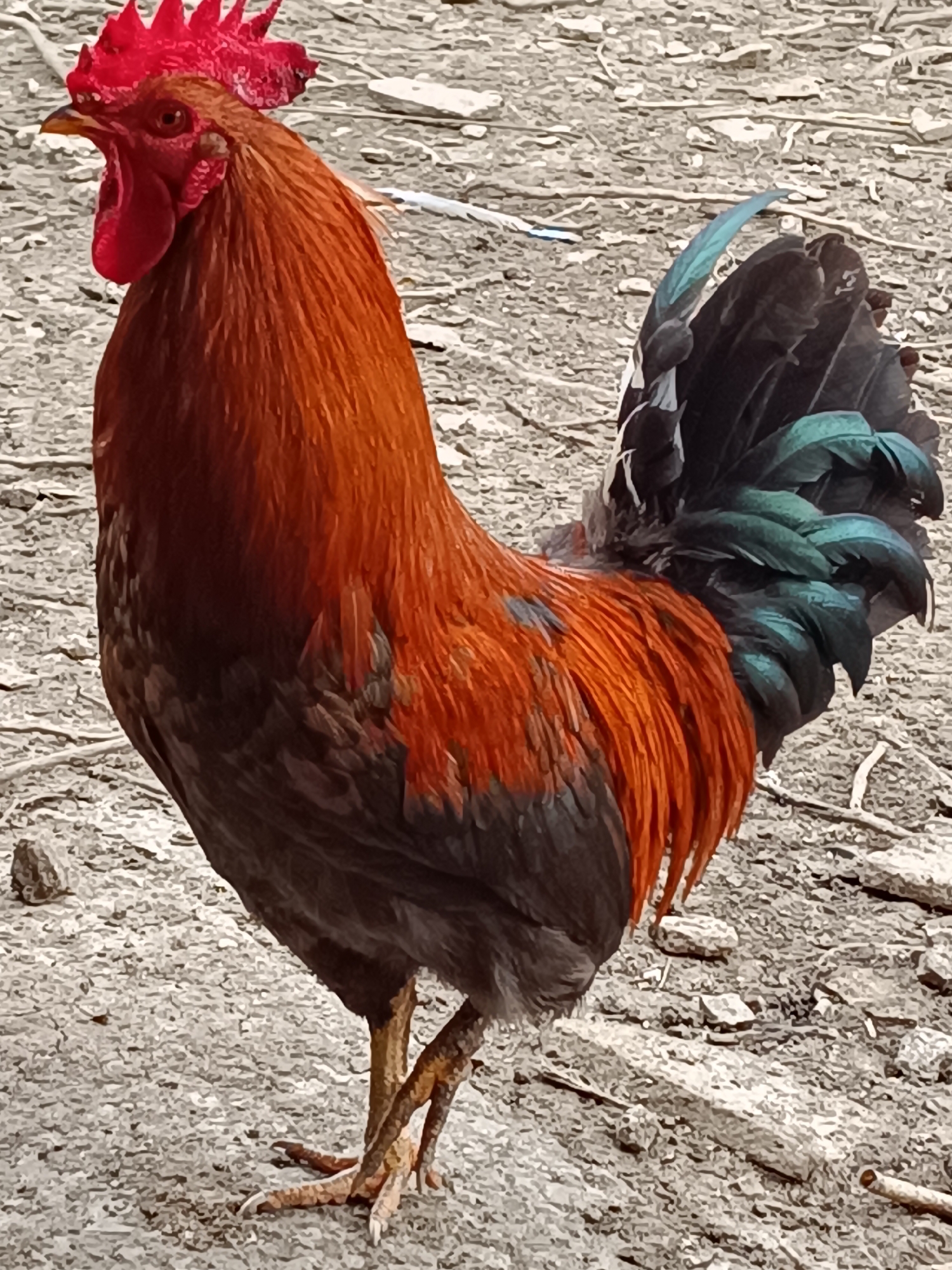 Chickens forage in Bulgarian village yard