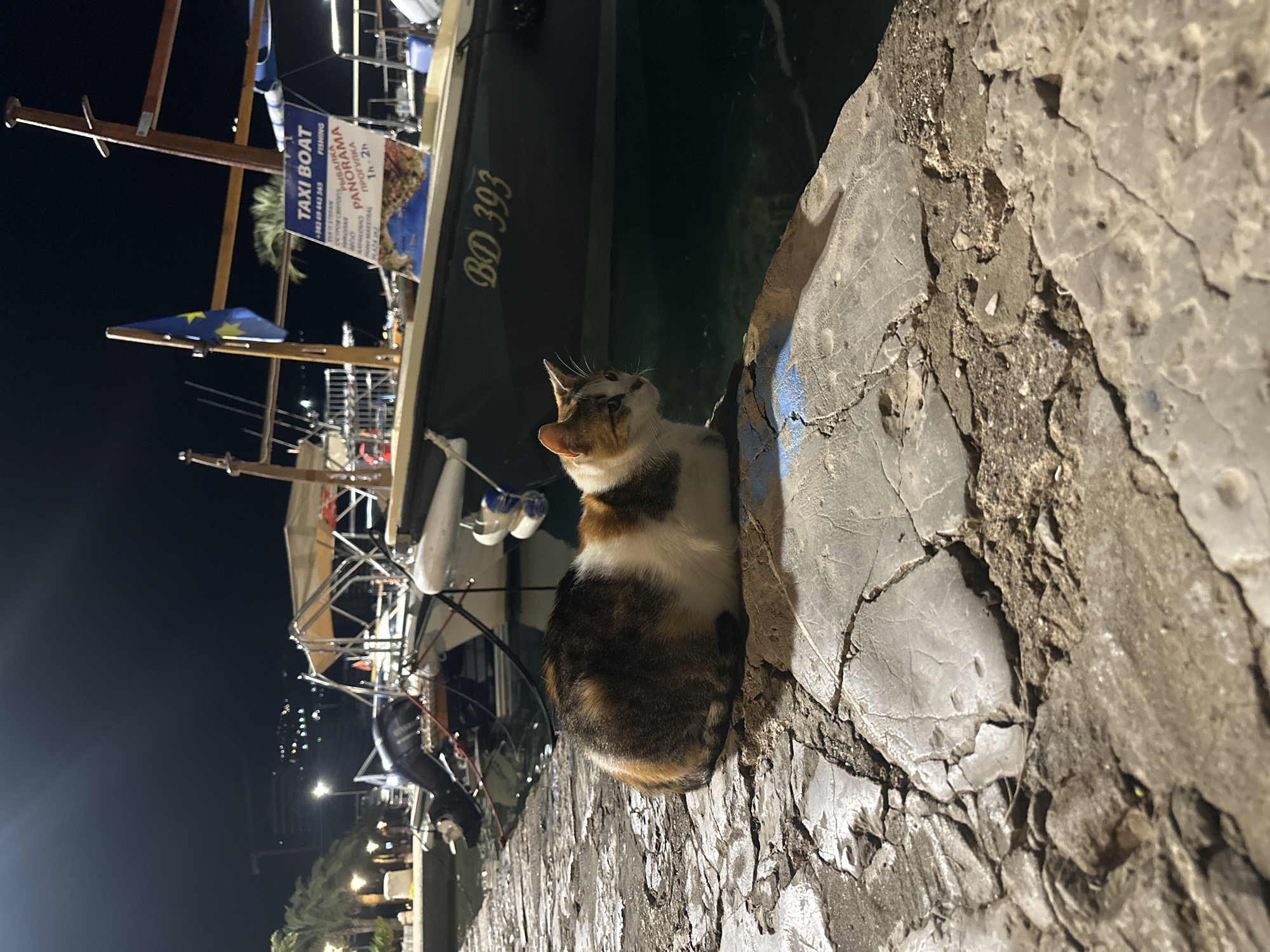 Evening stroll through Budva captures cat encounters, nightlife