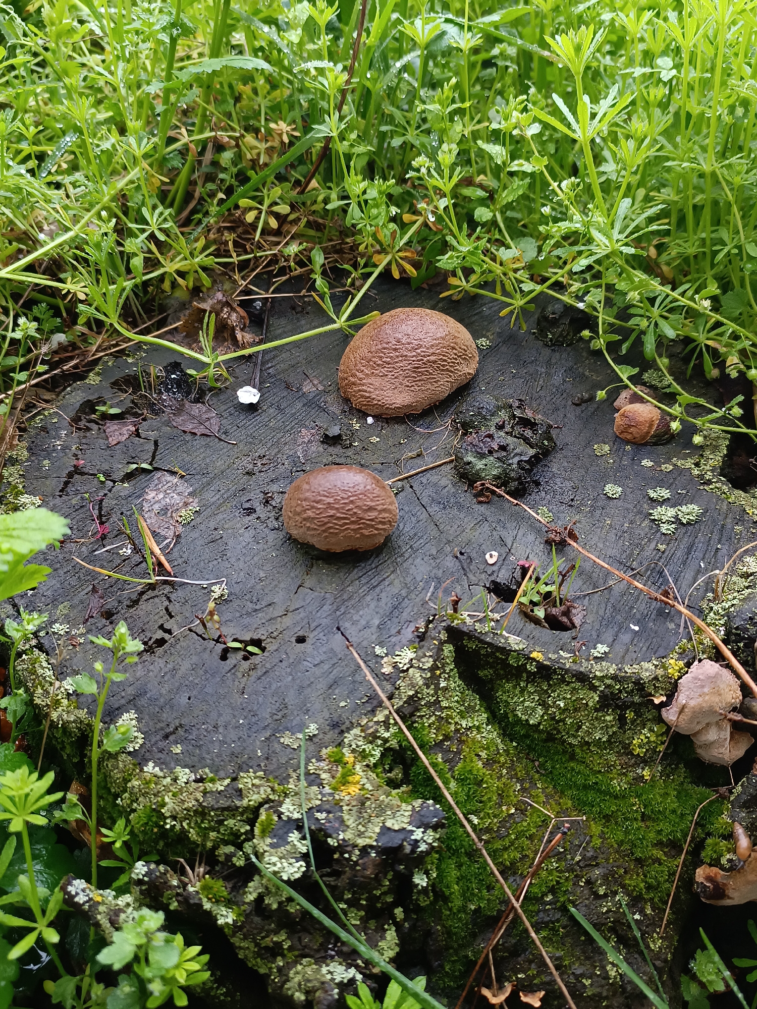 Animals and nature spotted in Pleven park during spring afternoon