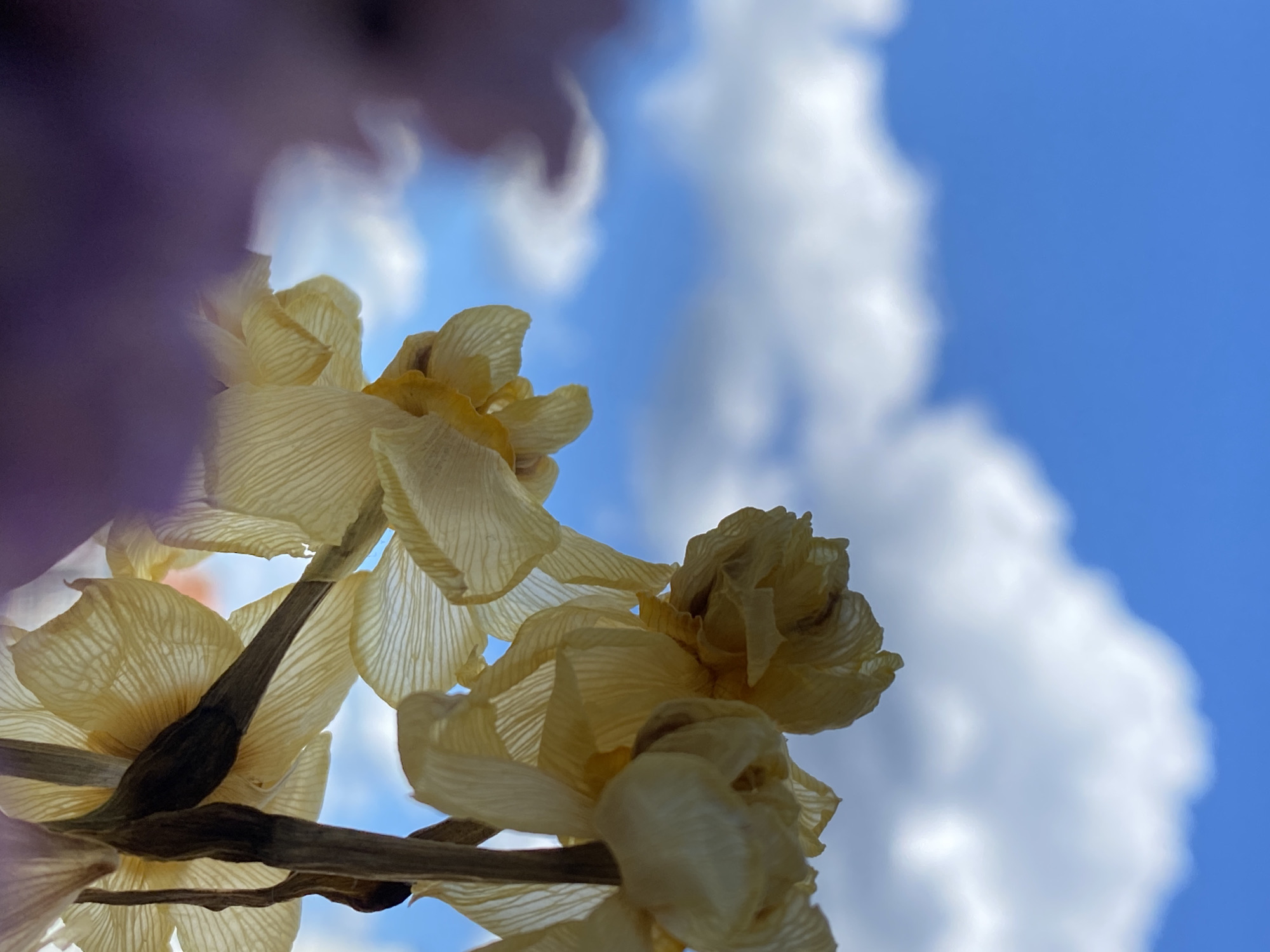 Quiet summer morning in Chaikovsky: flowers, books, and chill portraits
